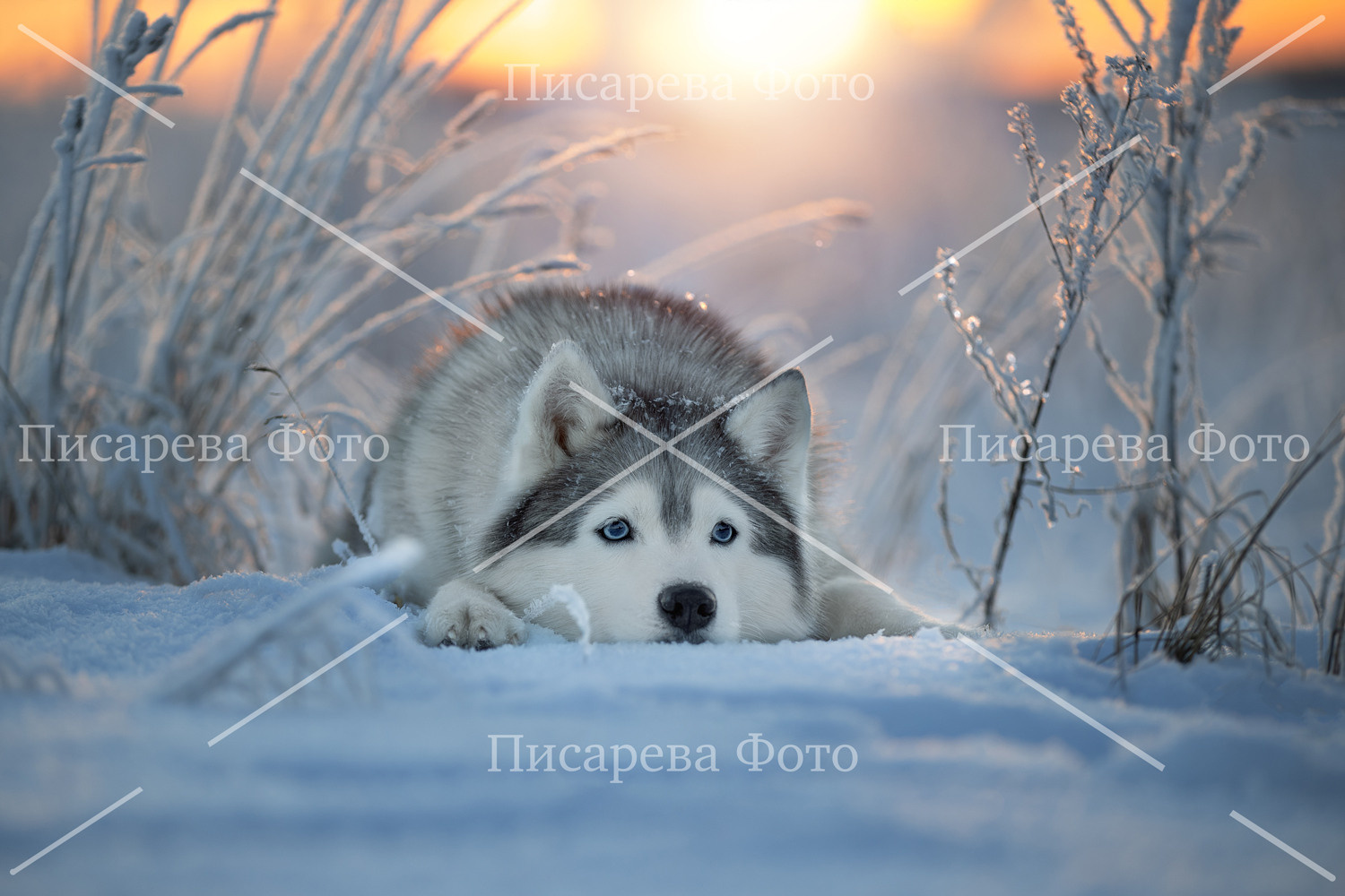 Собака лежит в инее на снегу в закате