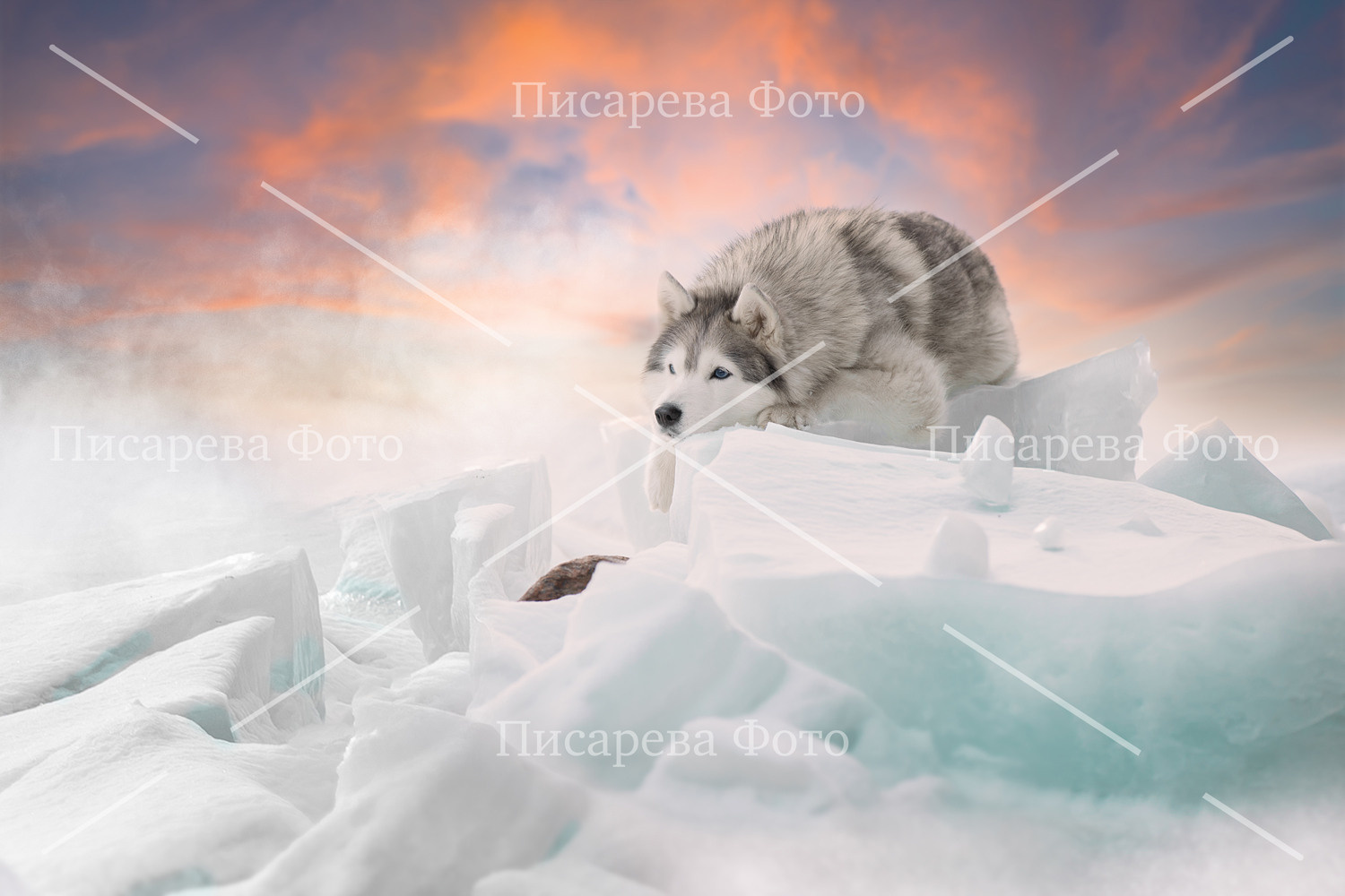 Сибирский Хаски лежит на торосах Ладожского озера