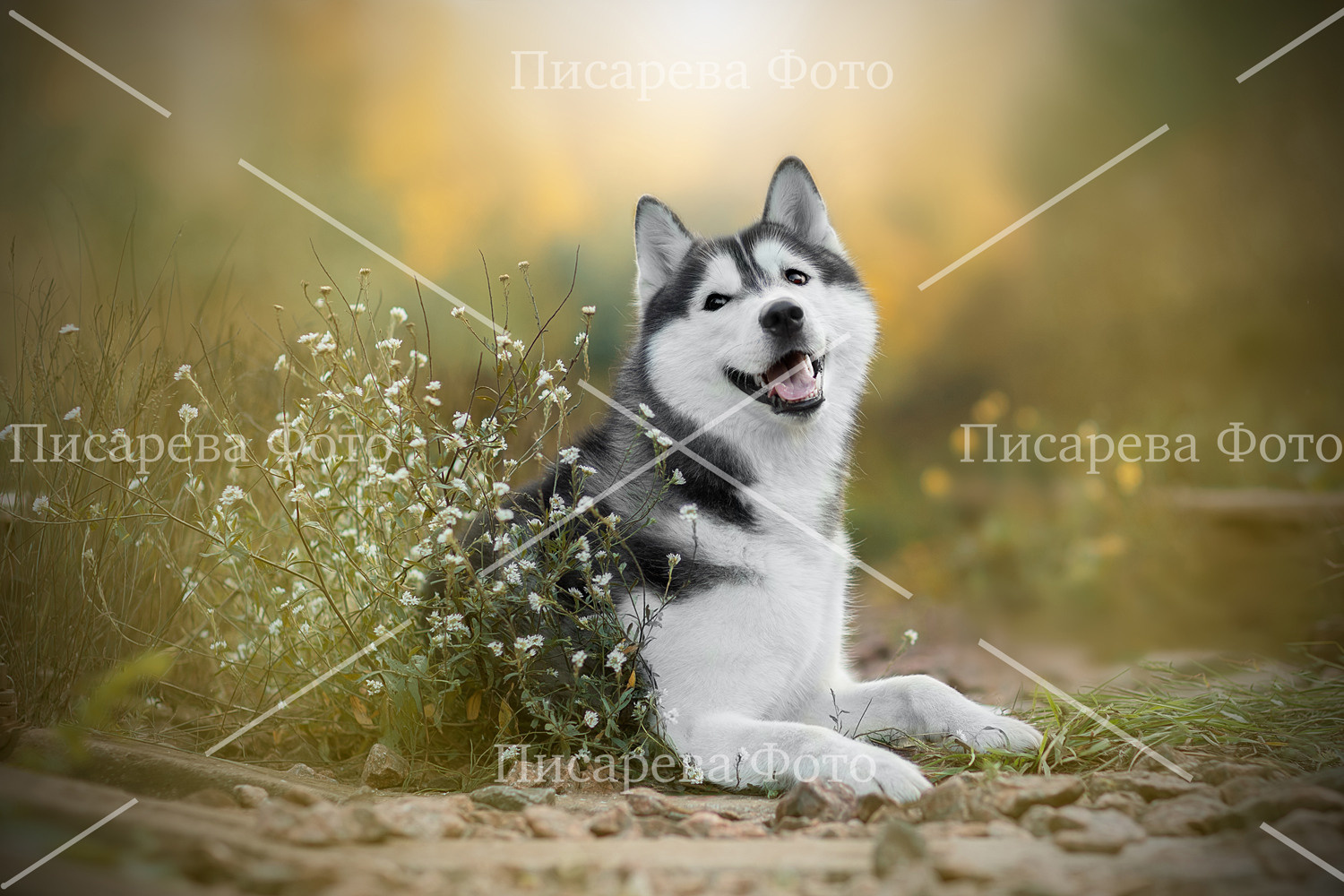 Собака улыбака сибирский Хаски