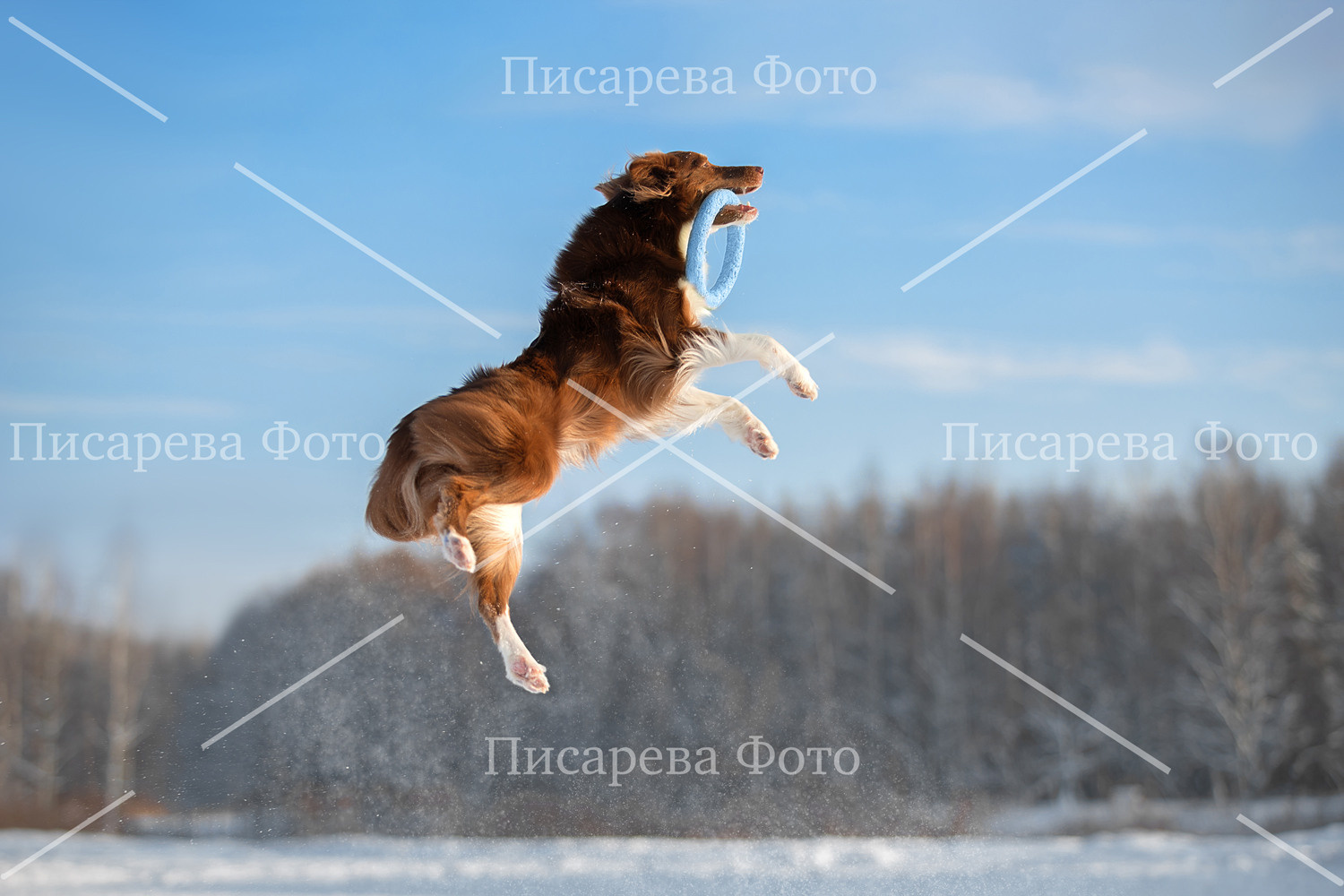 Собака породы Бордер колли в полете за кольцом