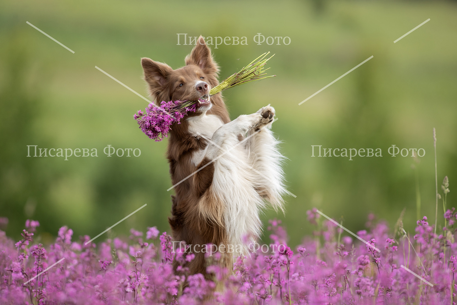 Собака породы Бордер Колли с букетом в зубах