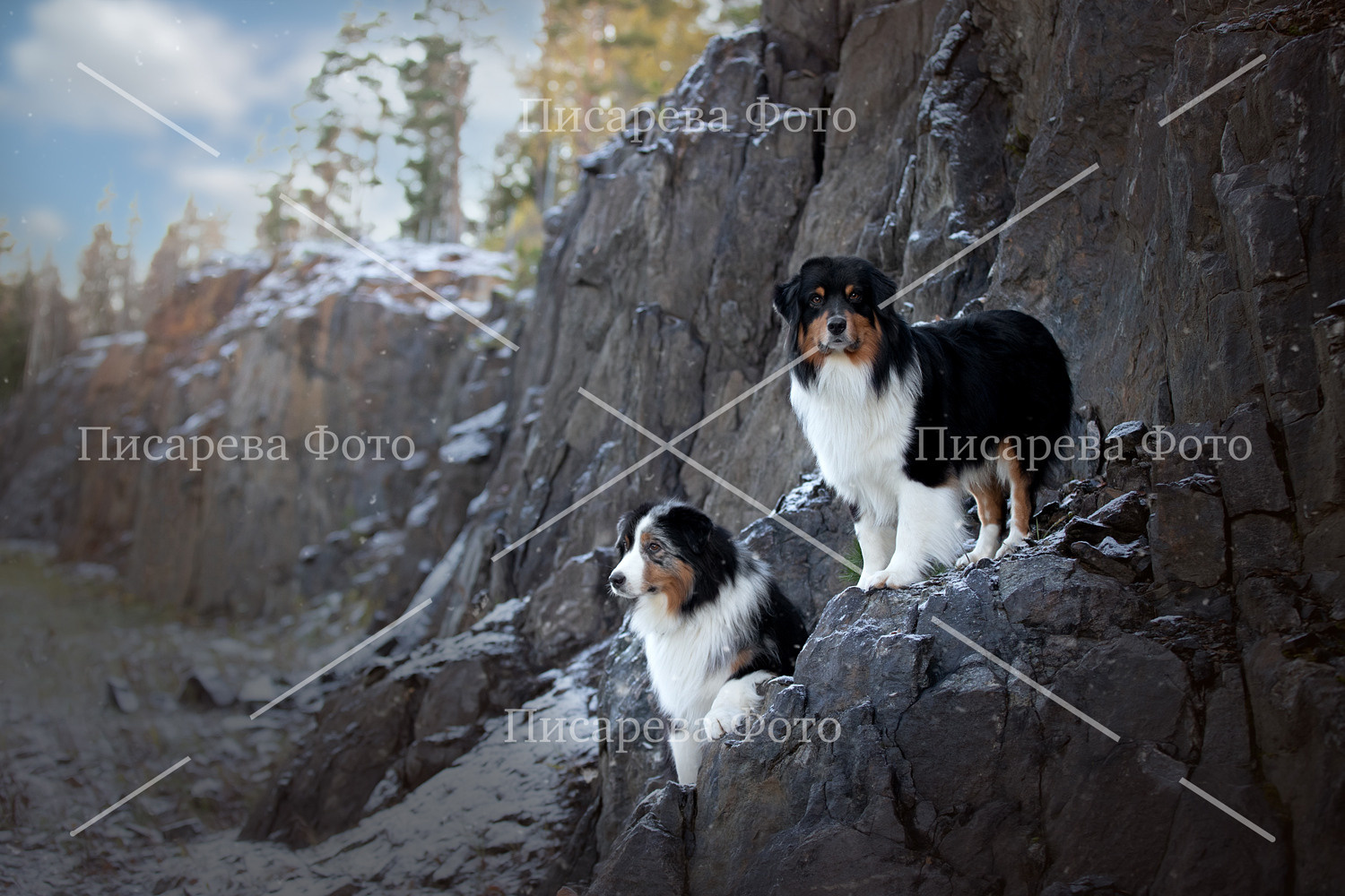 Собаки породы Аусси у скалы