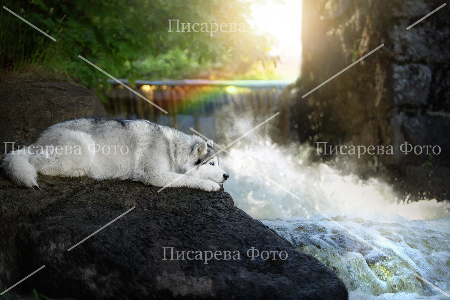 Собака породы Сибирский хаски смотрит на водопад