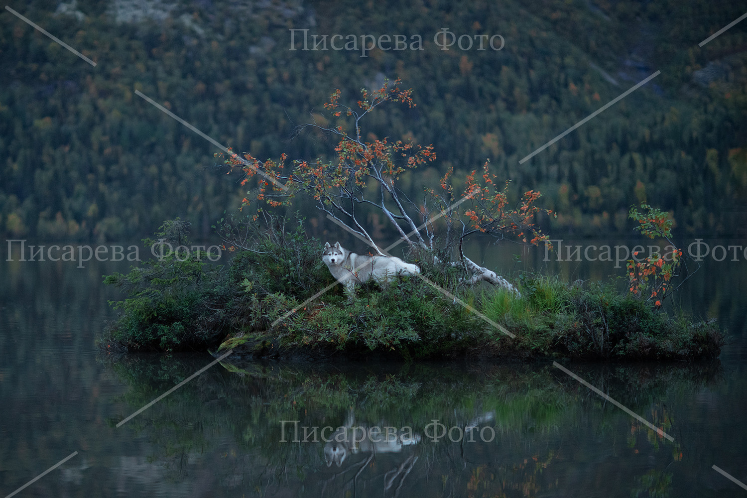 Собака на острове в Хибинах