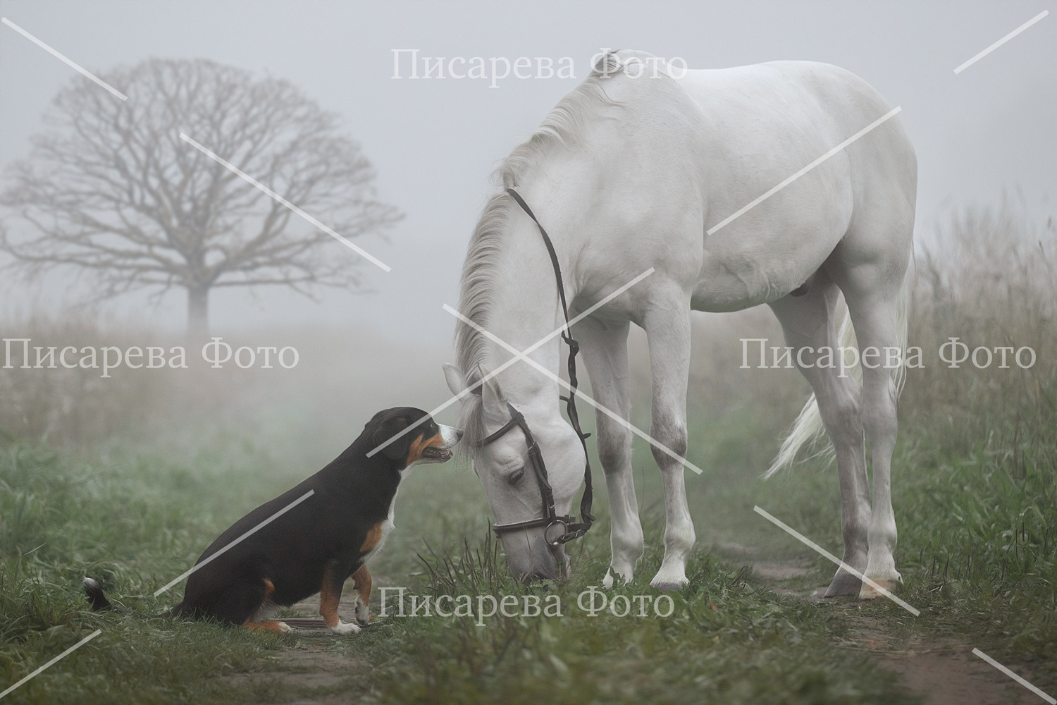 Собака и лошадь в тумане