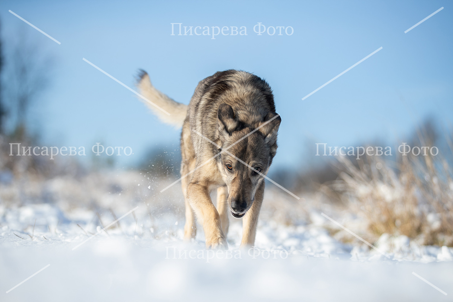 Волк крадется по заснеженному полю зимой