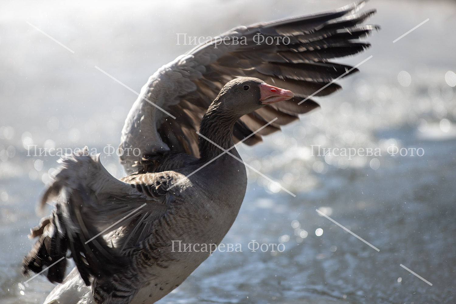 Фотографии для продажи. Фотограф анималист в Санкт-Петербурге Светлана Писарева