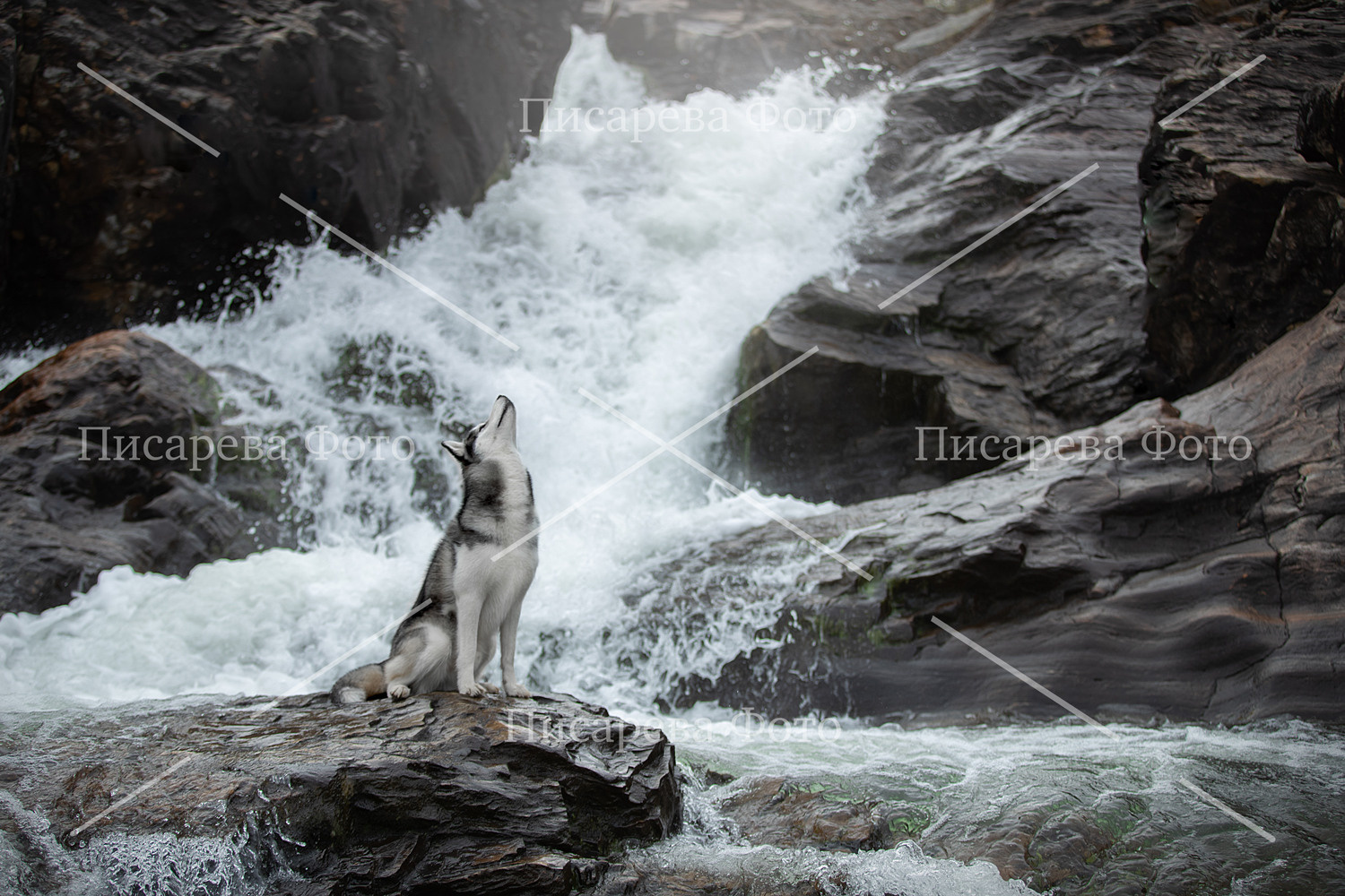 Собака воет на водопад реки Титовка