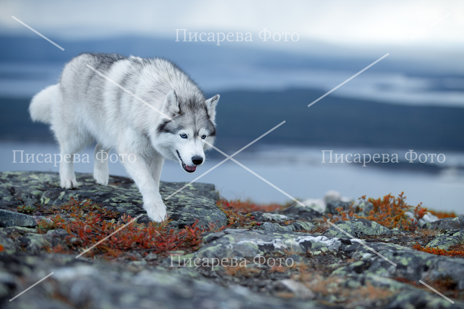 Собака породы Сибирский Хаски крадется по скале