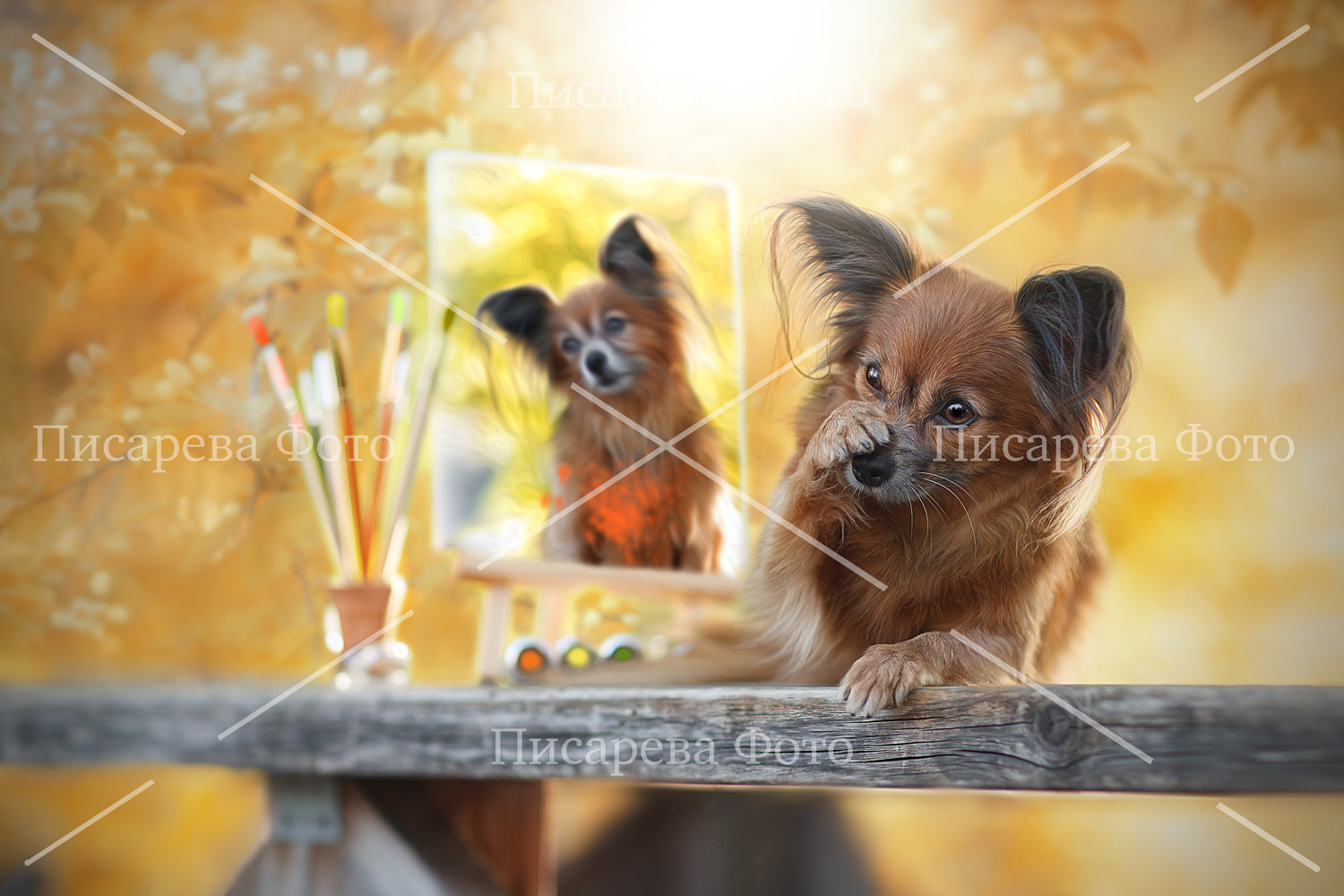 Собака породы русский той прикрывает лапкой мордочку