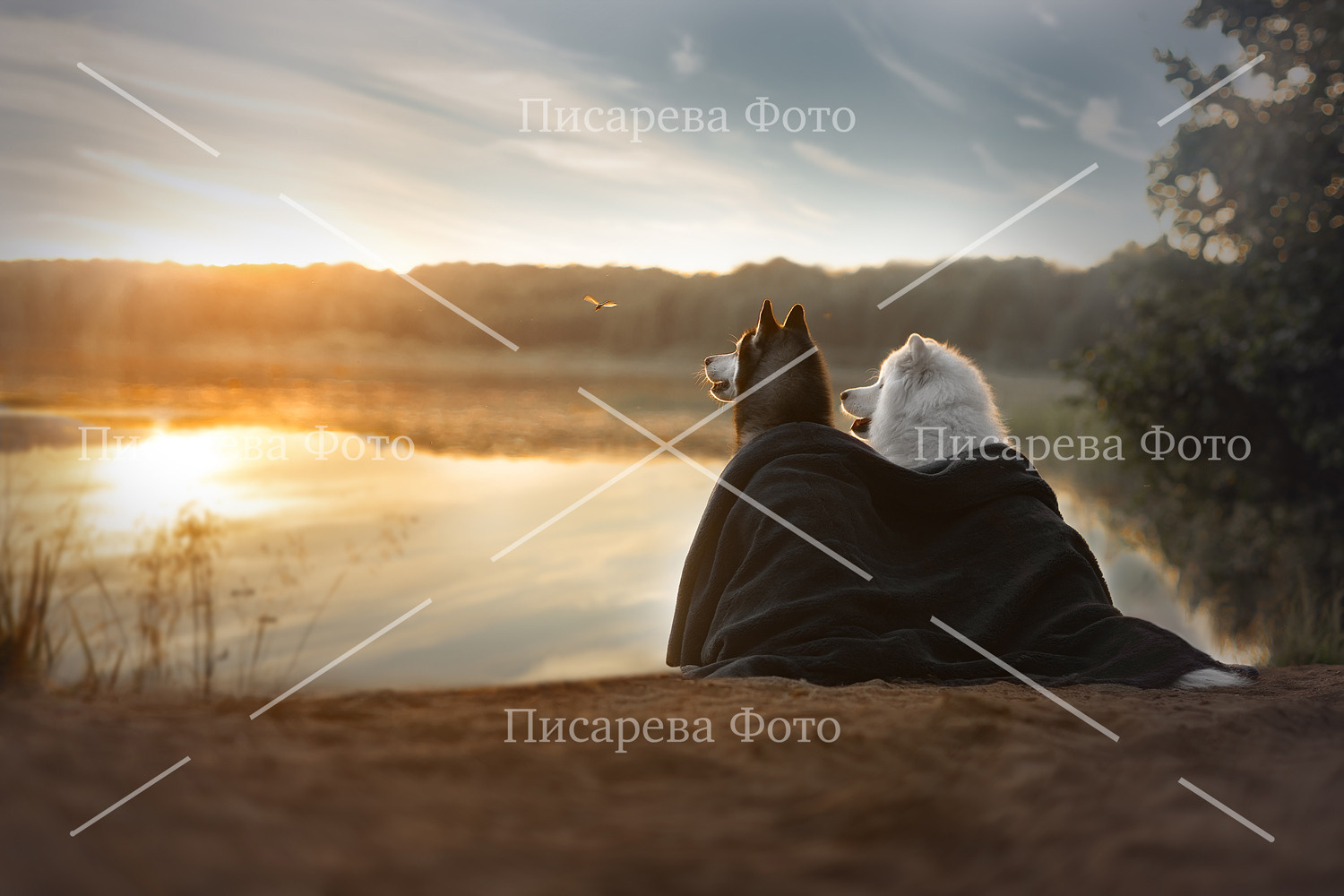 Сибирский Хаски и Самоед смотрят на закат