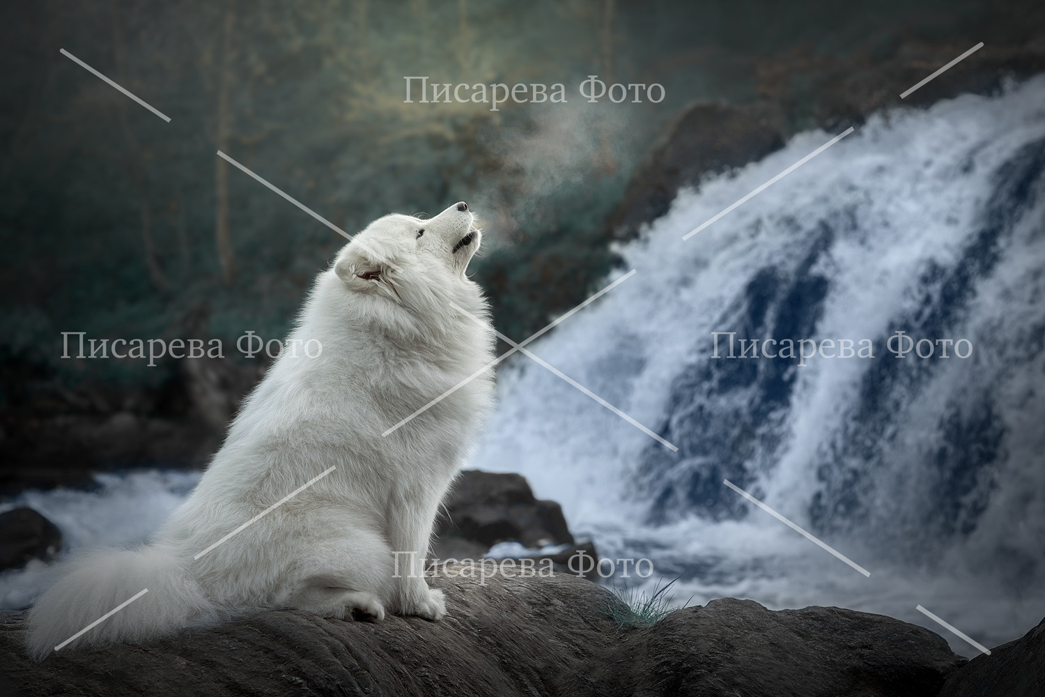 Собака породы Самоед воет у водопада