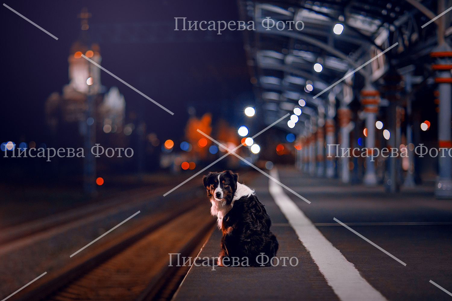 Собака сидит ночью на перроне