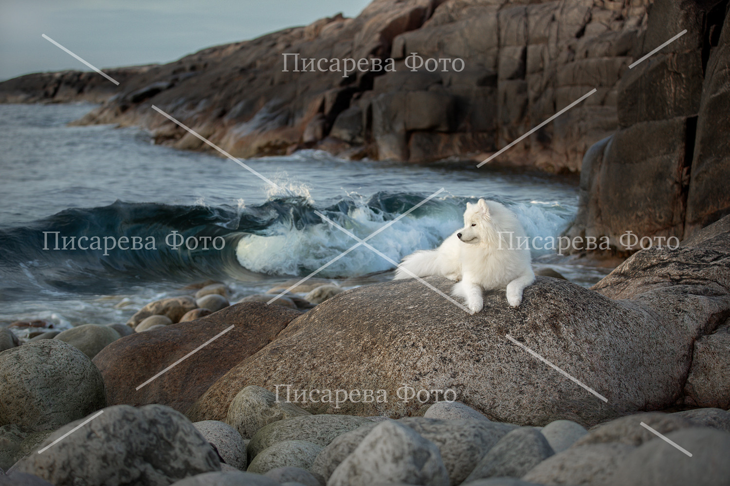 Собака породы Самоед лежит на камнях смотрит на волну