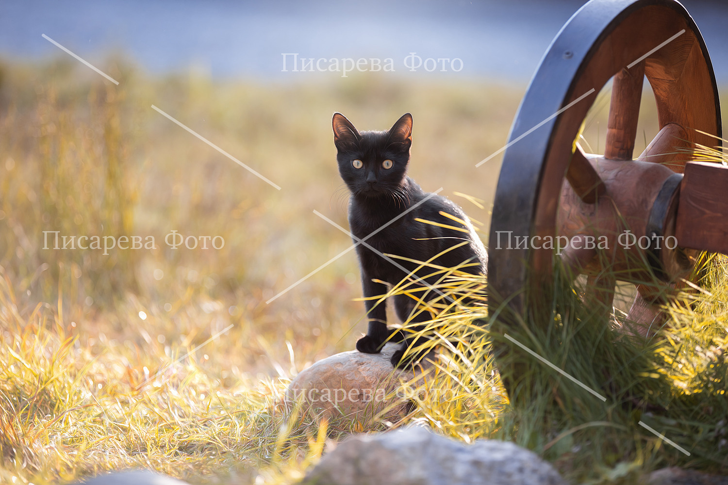 Черный кот сидит у телеги