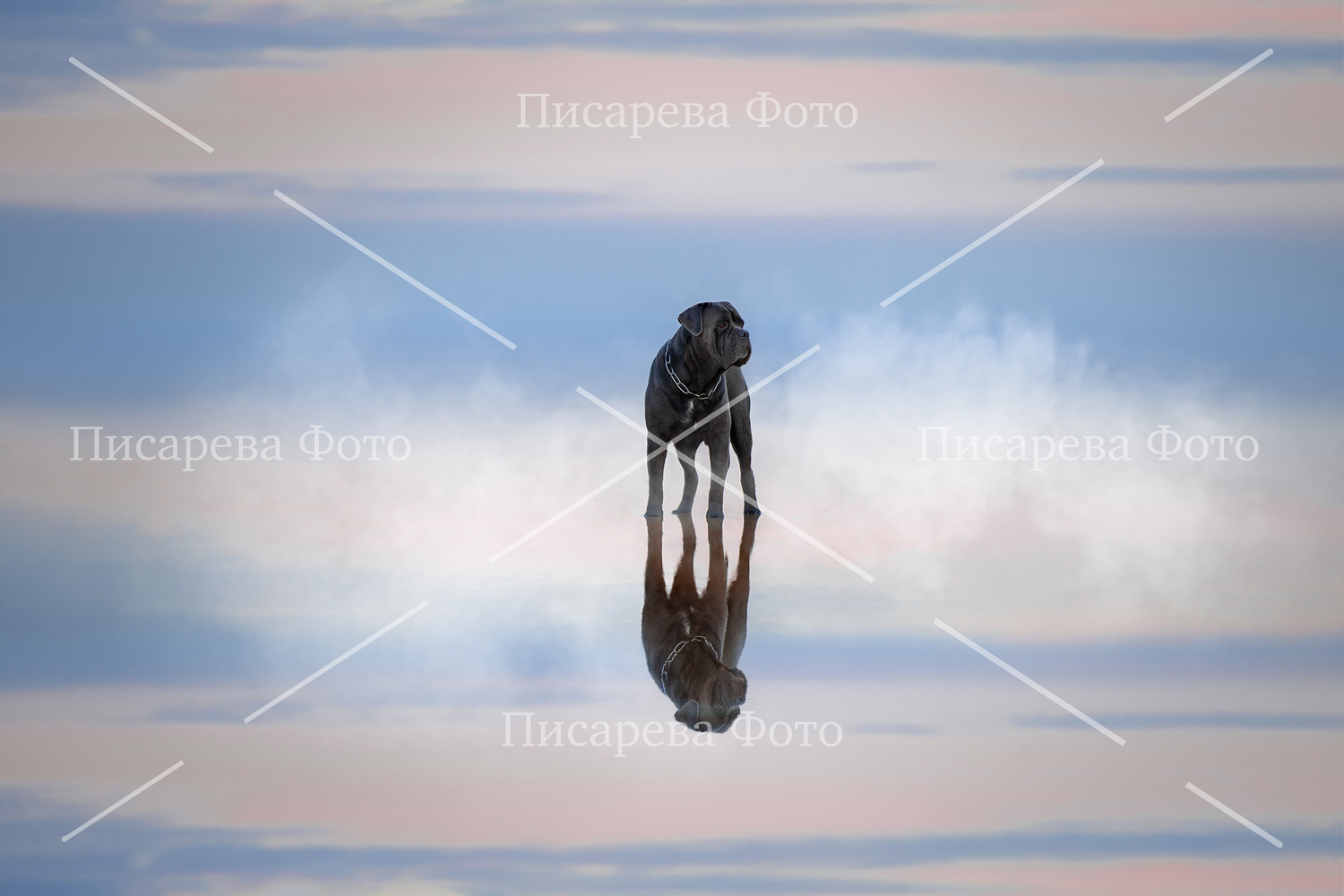 Собака в отражении льда Ладожского озера