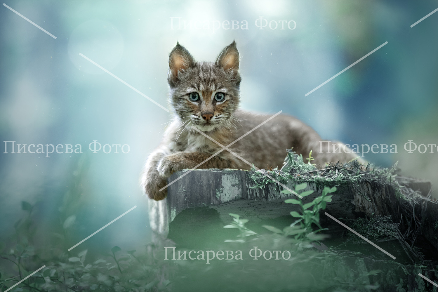 Котенок Рыси лежит на пне в лесу