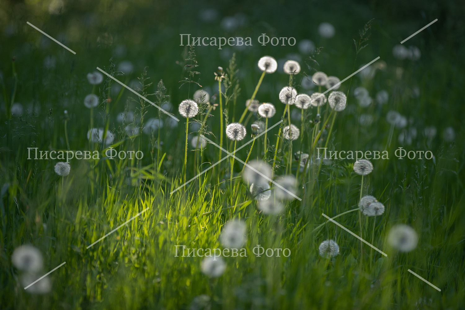 Одуванчики на вечернем солнце