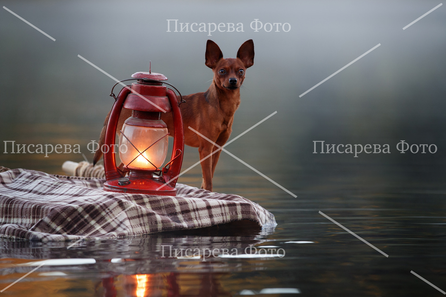 собака породы русский той на плоту в озере