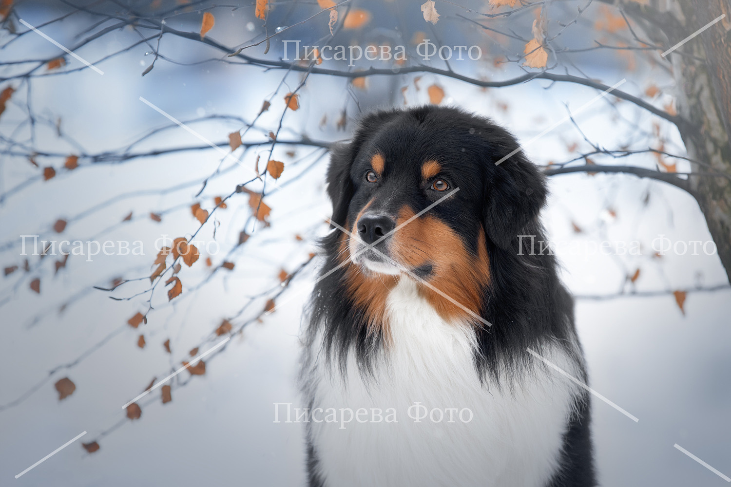 Портрет Аусси на зимнем фоне