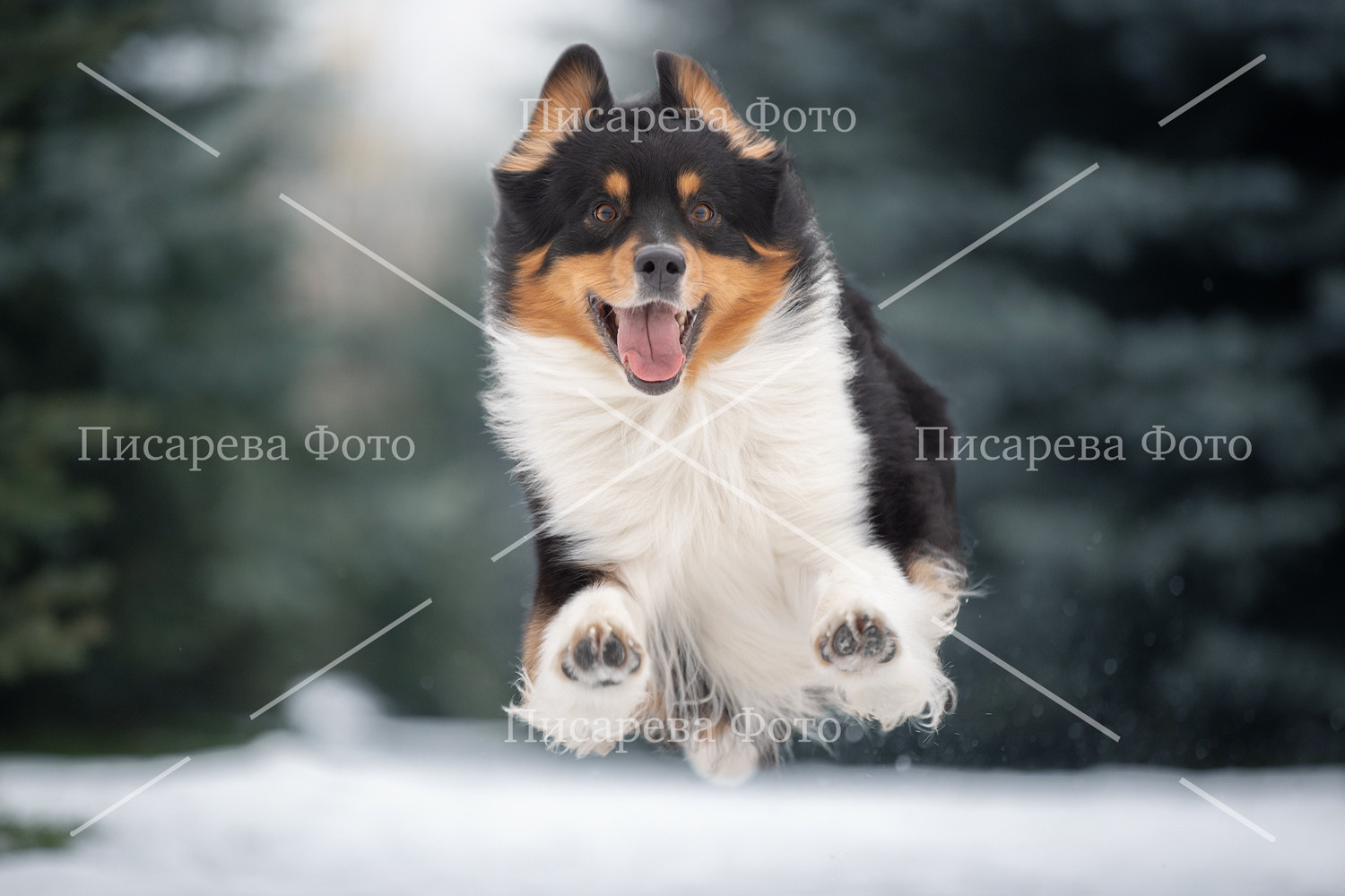 Собака породы Аусси в полете