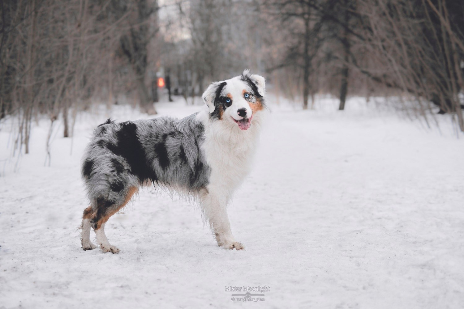 Рем. BLGKV питомник собак