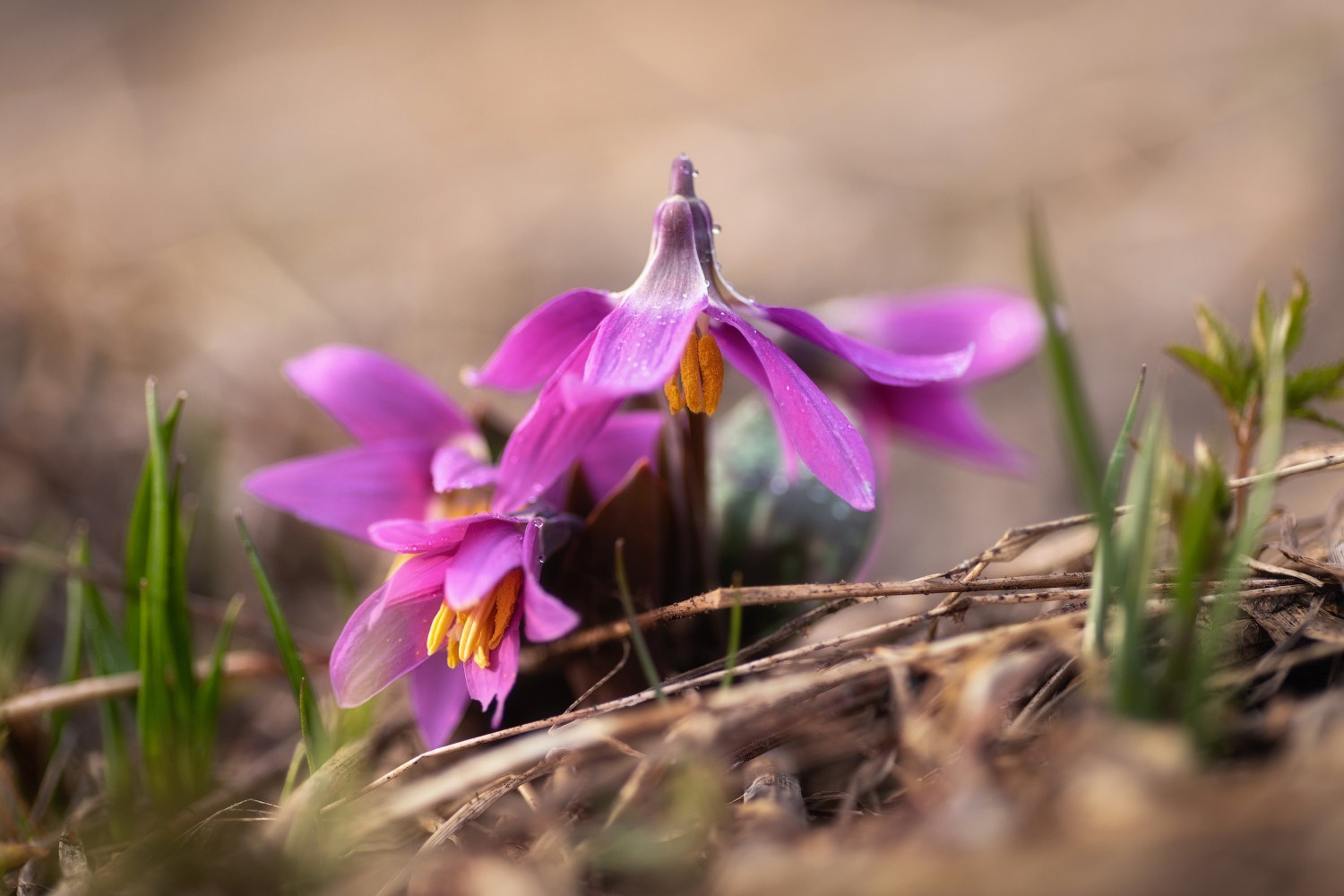 Кандык сибирский: живой реликт. Профессиональный пейзажный фотограф Алёна Рубан