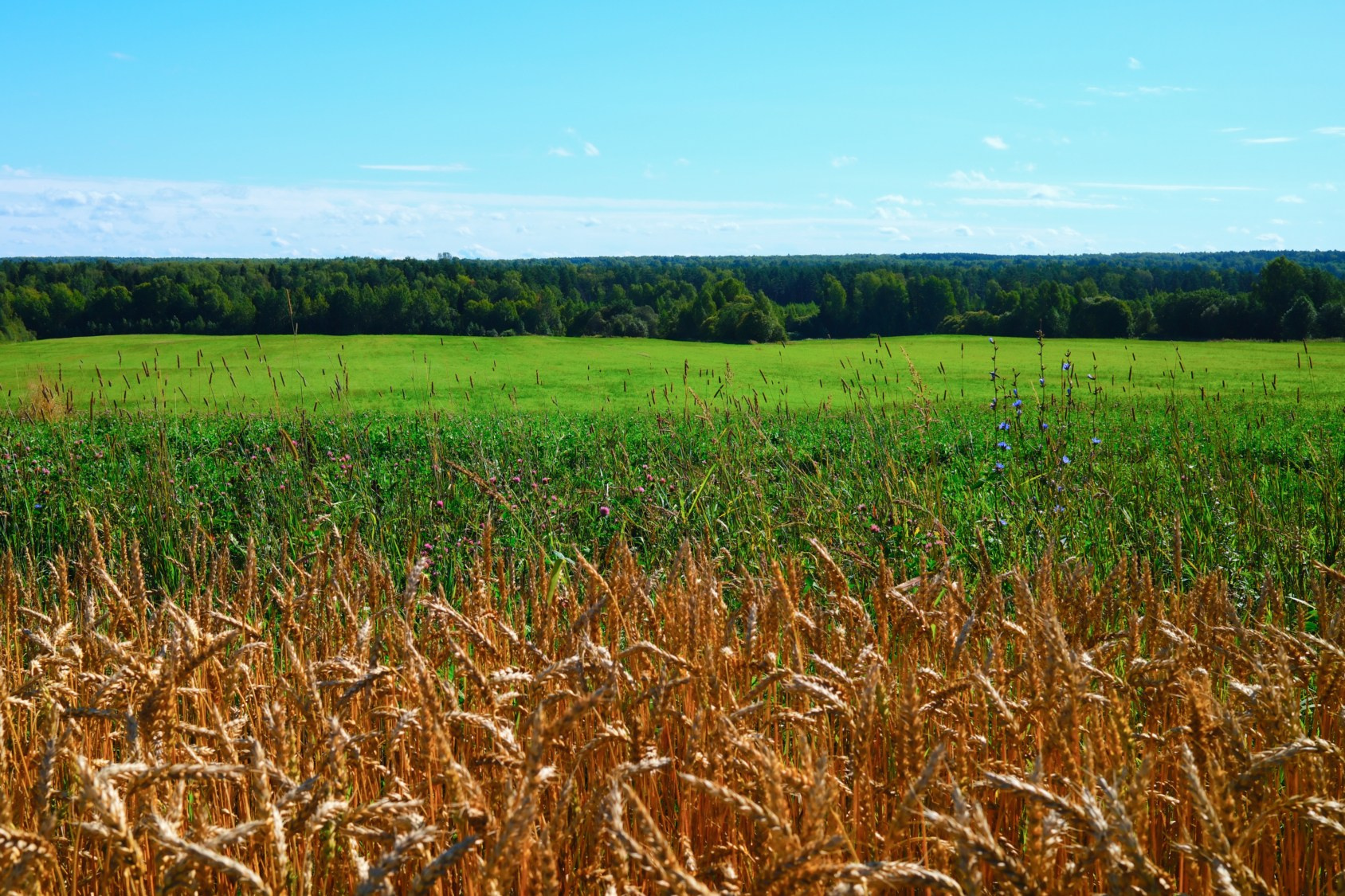 СОЛЯМИ. Belugin Art