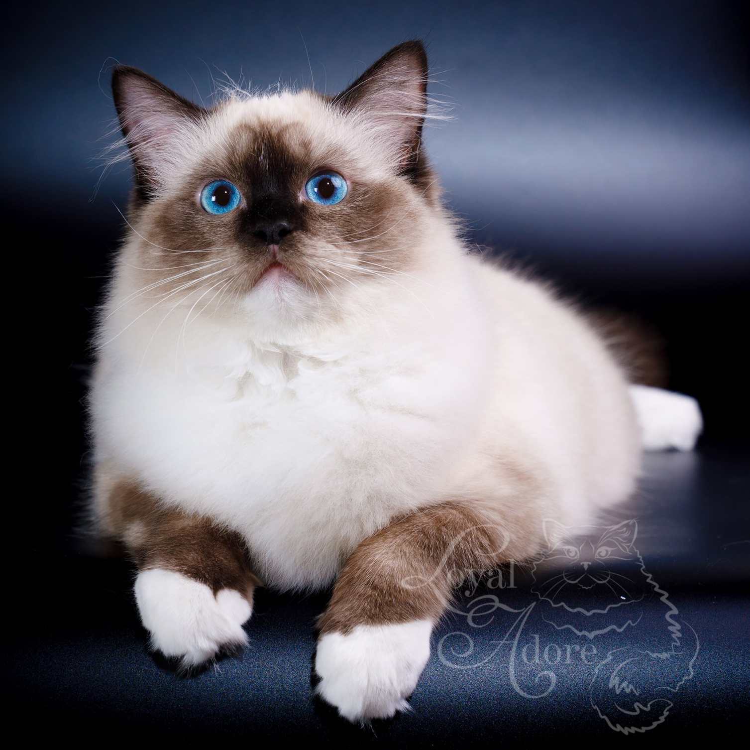 Кошки производители Loyal Adore. Питомник рэгдолл Loyal Adore