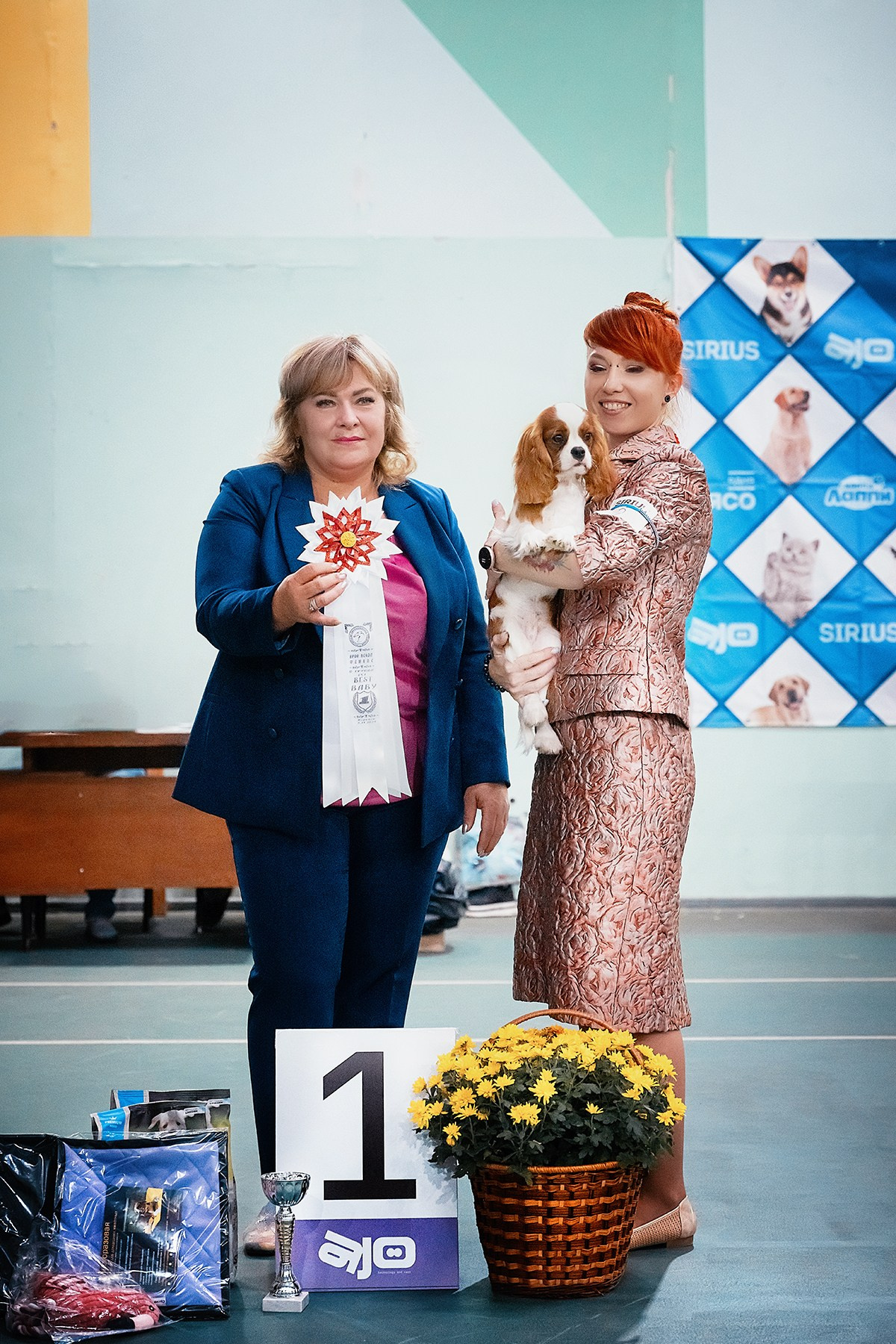 Выставки. Питомник кавалер кинг чарльз спаниелей