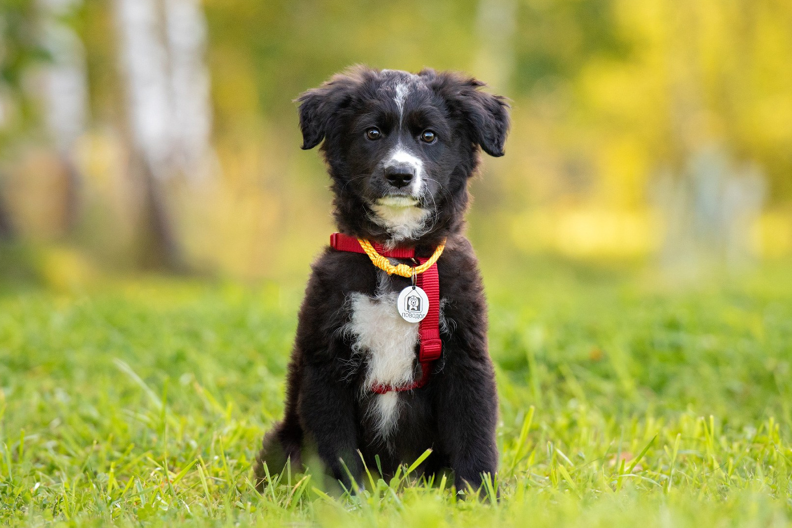 щенок ищет дом