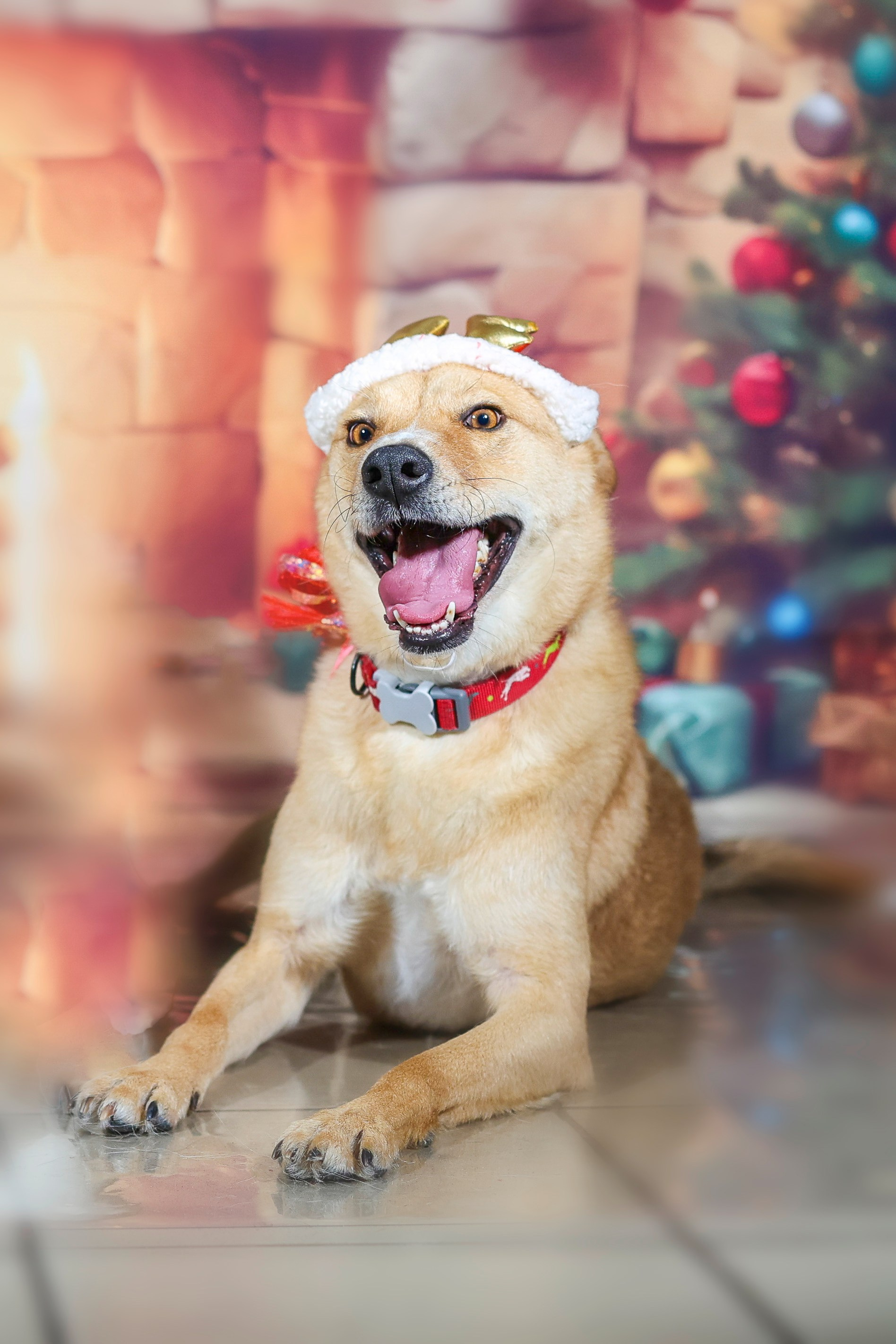 Приют четвероногий АНГЕЛ. Фотограф 📸 семейный, предметный, репортажный