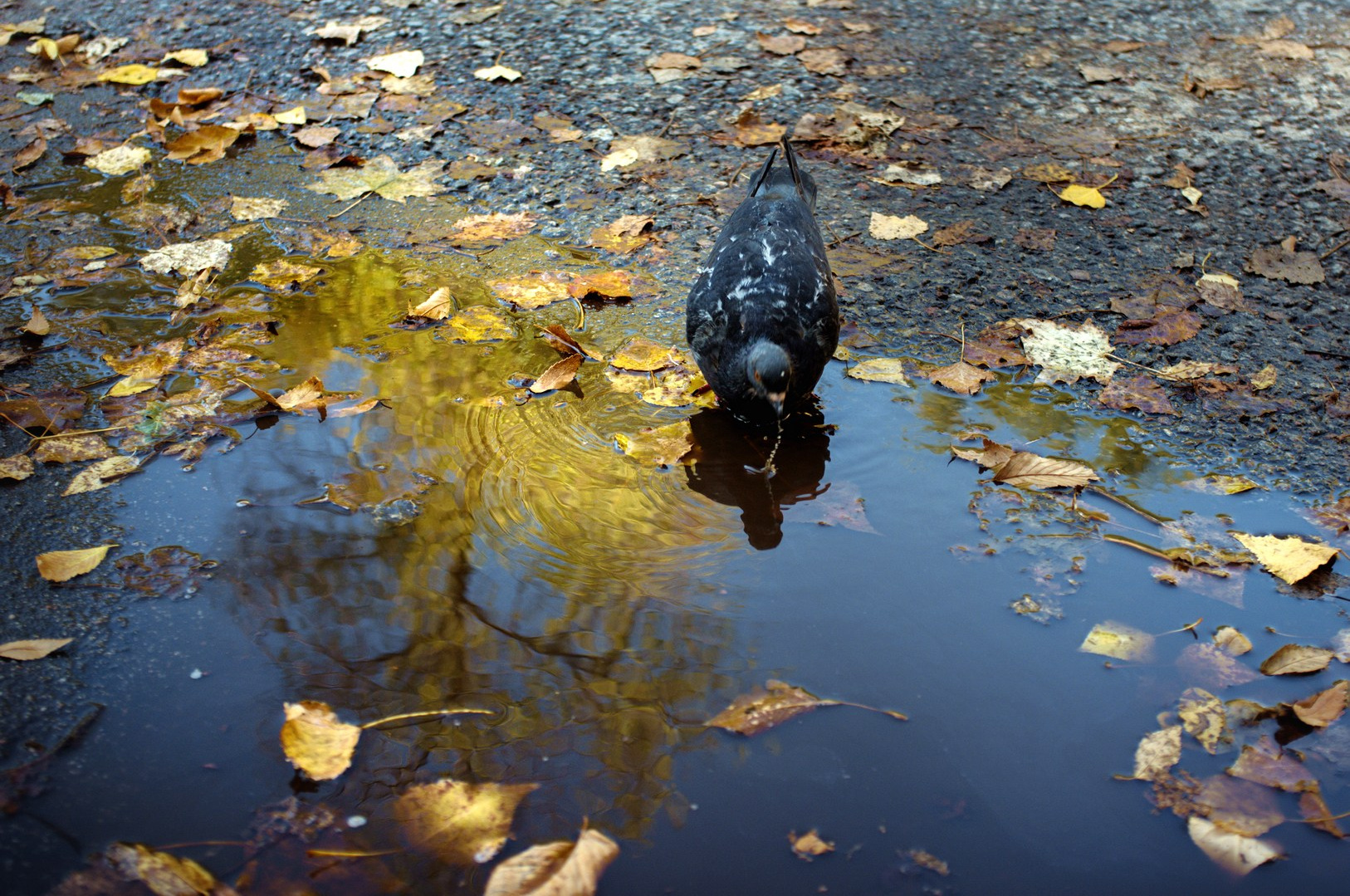 Поэзия (2024). Руслан Шувалов (поэтограф)