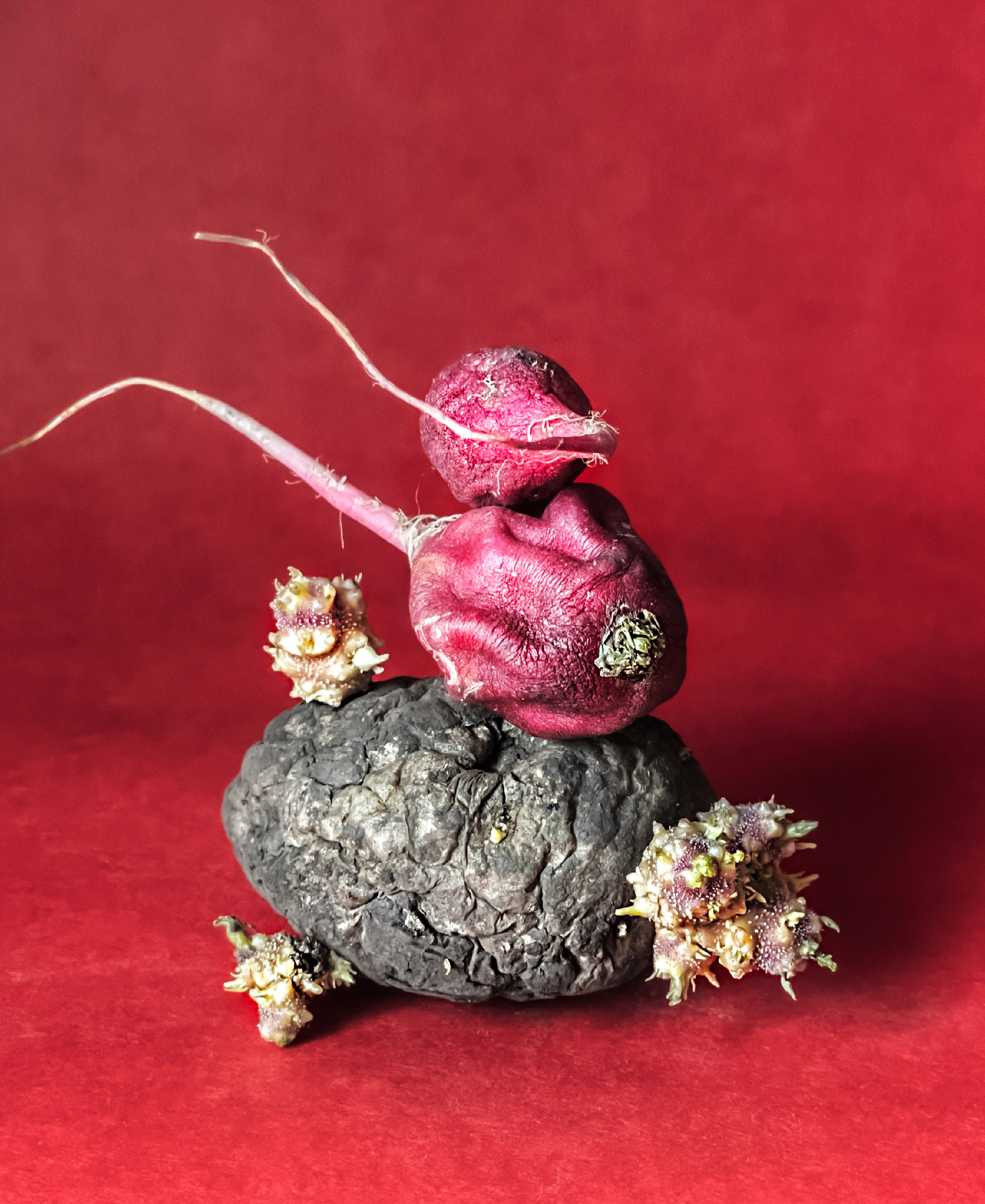 Магазин авторских коллекционных фотографий. Елена Аносова — художница и исследовательница, куратор и лектор