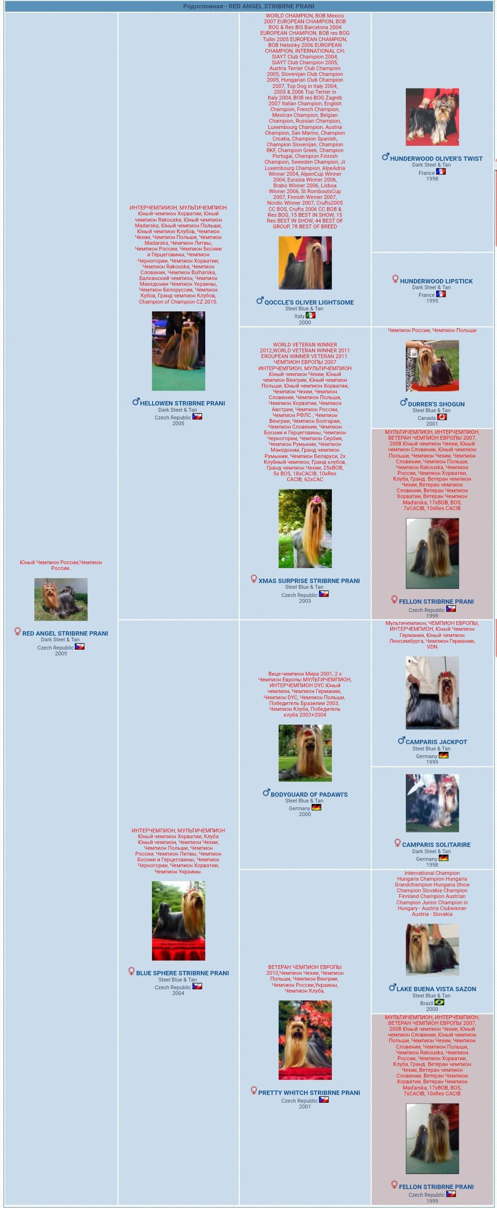 Red Angel Stribrne Prani. Питомник Йоркширских терьеров Дэнстайл в Санкт-Петербурге заводчик Тих