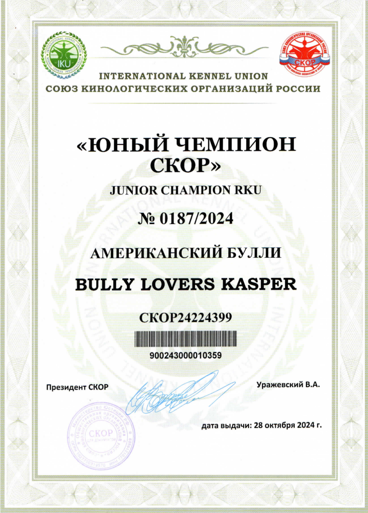 кобель на вязку American Bully в Архангельске
