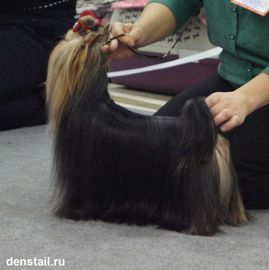 2014 г Результаты выставок. Питомник Йоркширских терьеров Дэнстайл в Санкт-Петербурге заводчик Тих