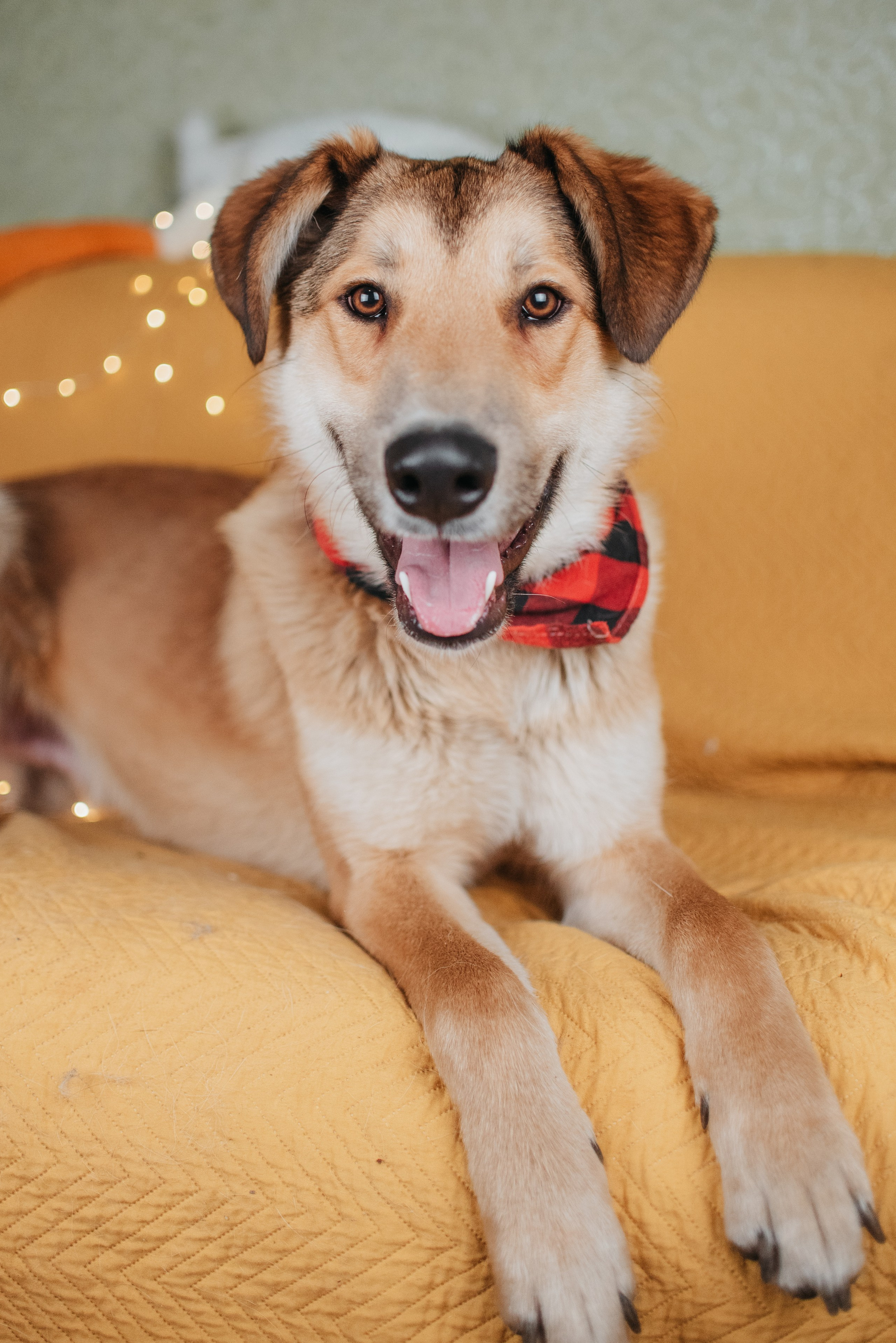 Животные на пристройство. Фотограф-анималист Валерия, Москва, Мытищи