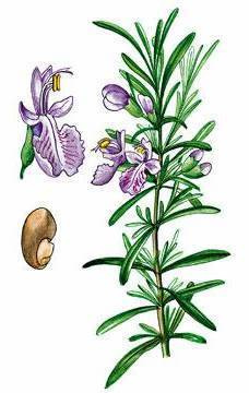 Эфирное масло розмарина. VDAO.RU — исцеляющие практики