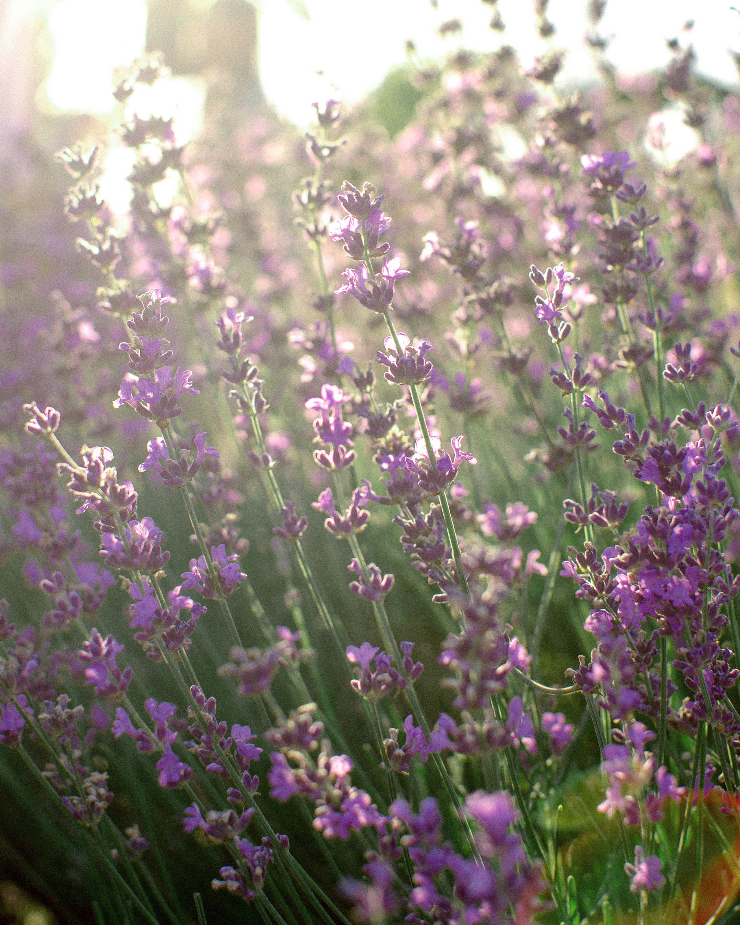 Лавандовое поле в Анапе фотосессия стоимость