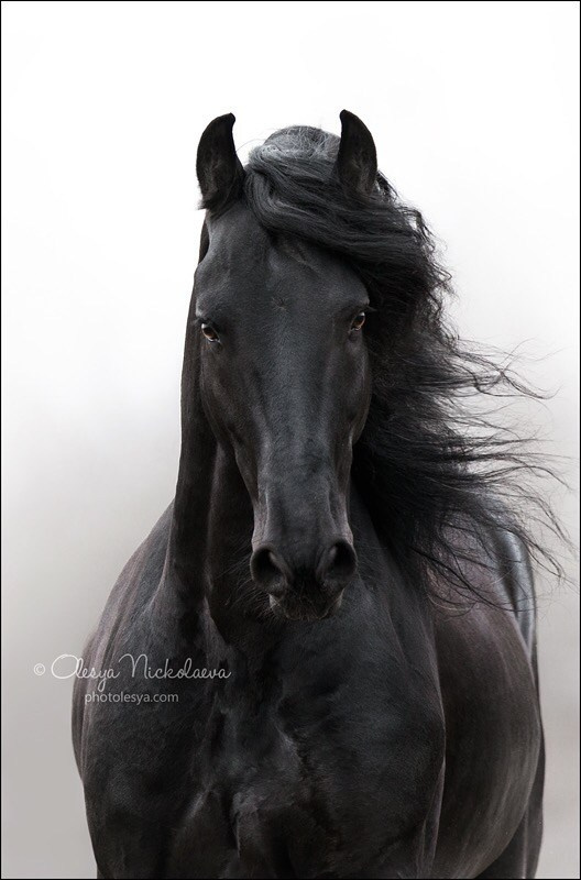 Friesian Alliance. Фризы Росиии