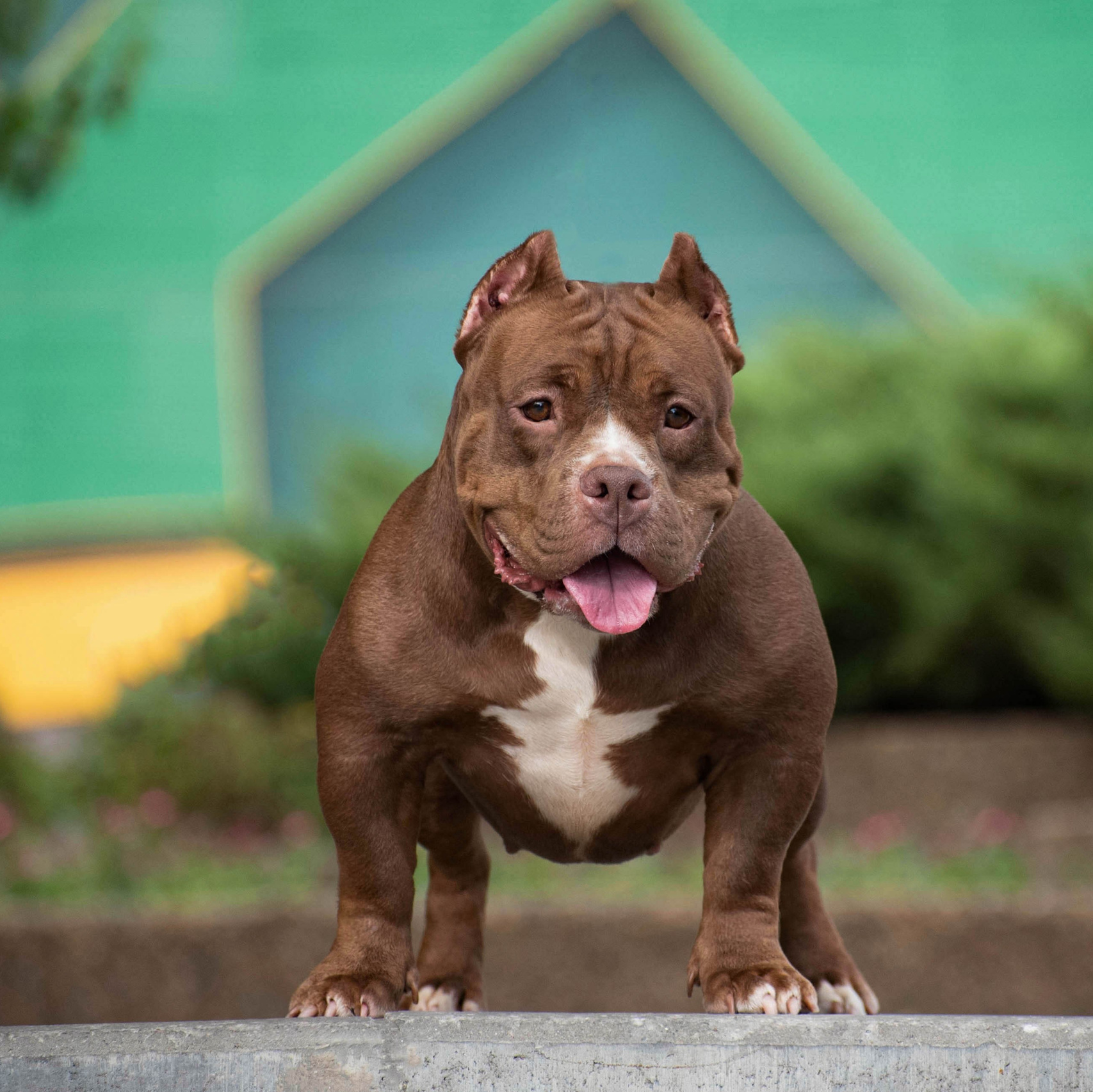 THE POWER OF SIBERIA SIMBA. Американский Булли в г. Ростов-на-Дону. Питомник THE POWER OF SIBERIA