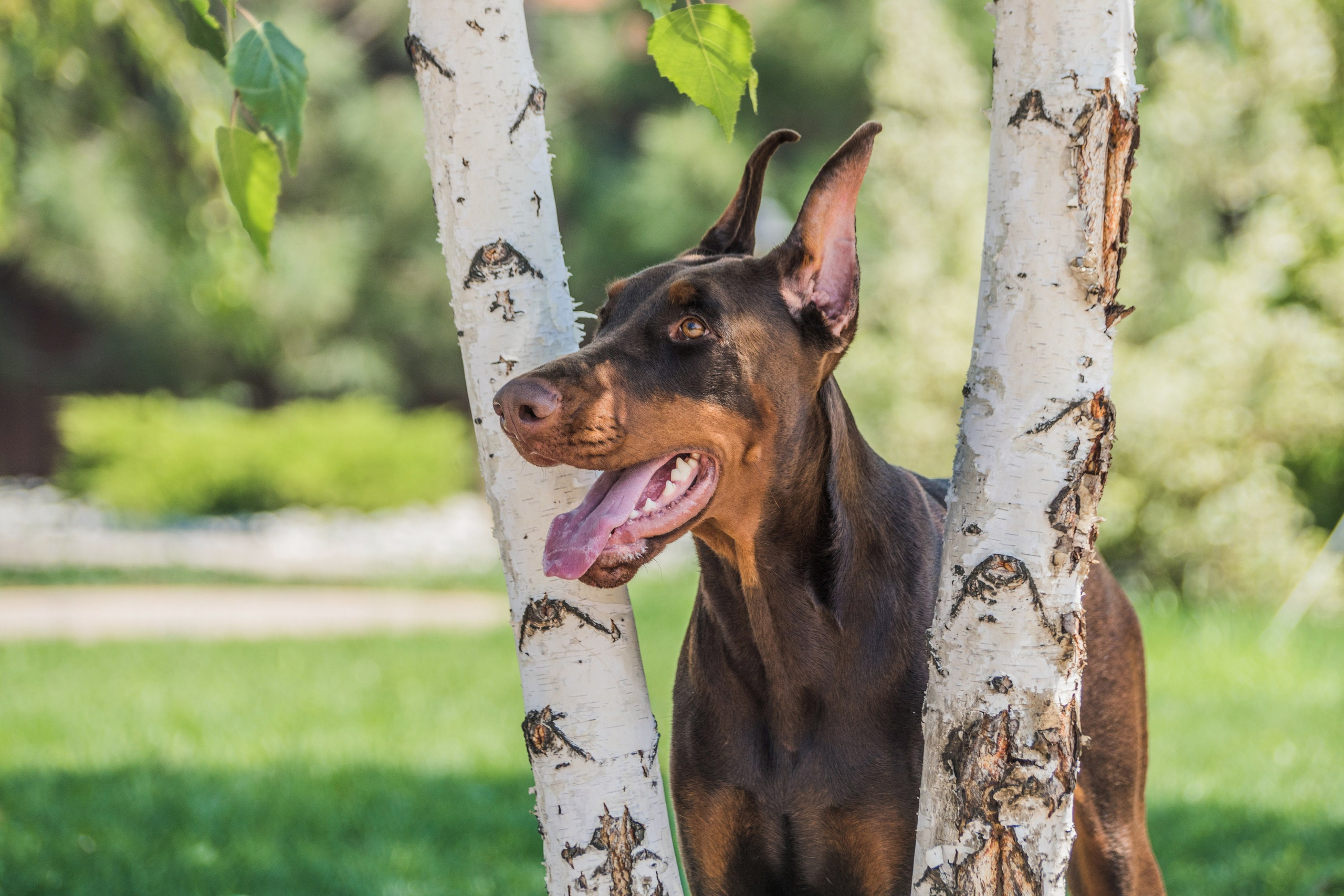 фотосессии для животных в ростове на дону