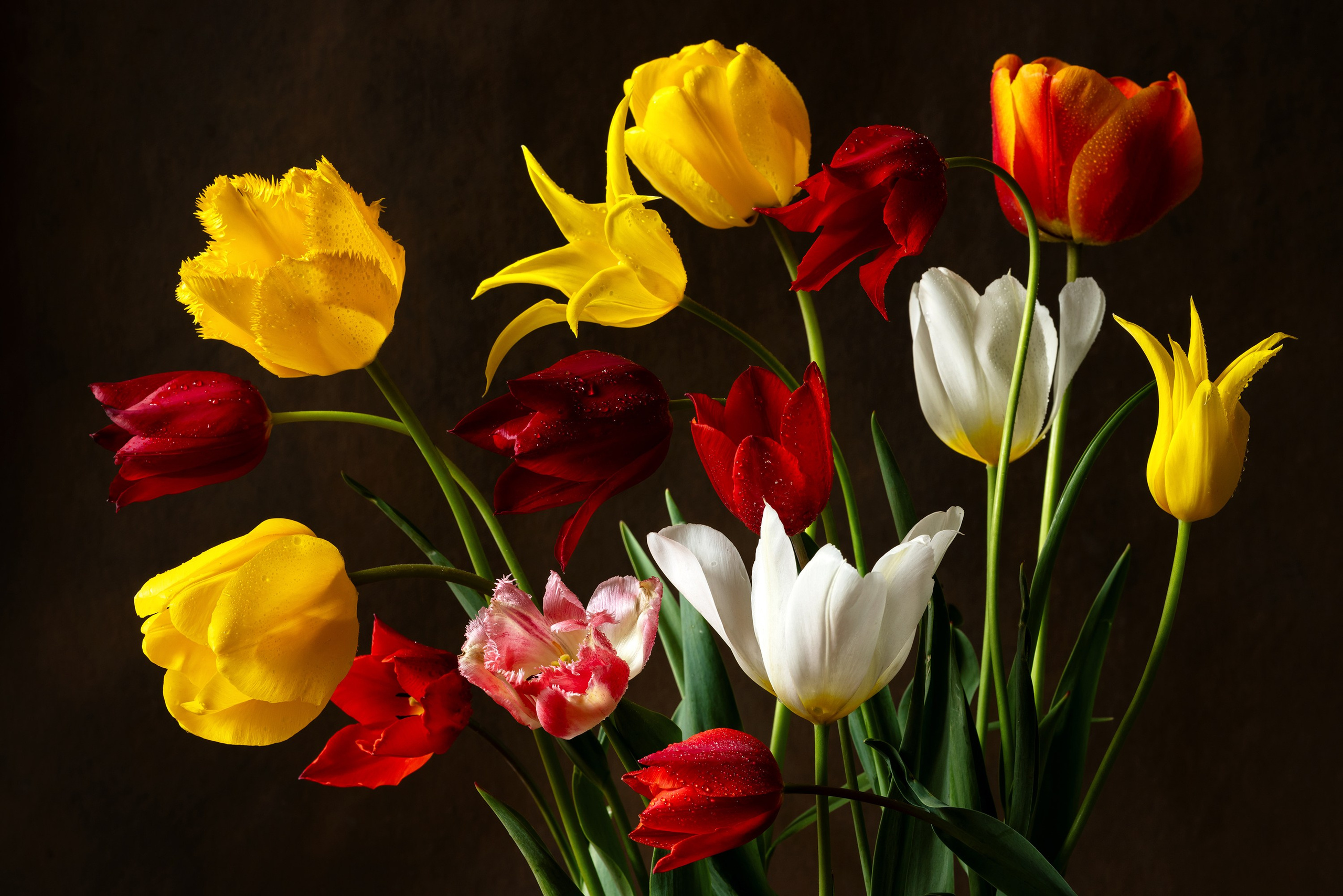 Botanical Still Lifes. Author’s fine art prints with international delivery