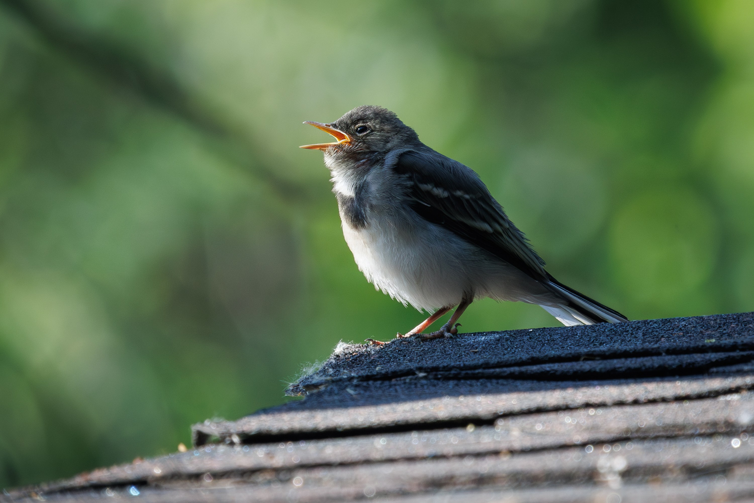 Контакты. Птицы парков г. Люберцы