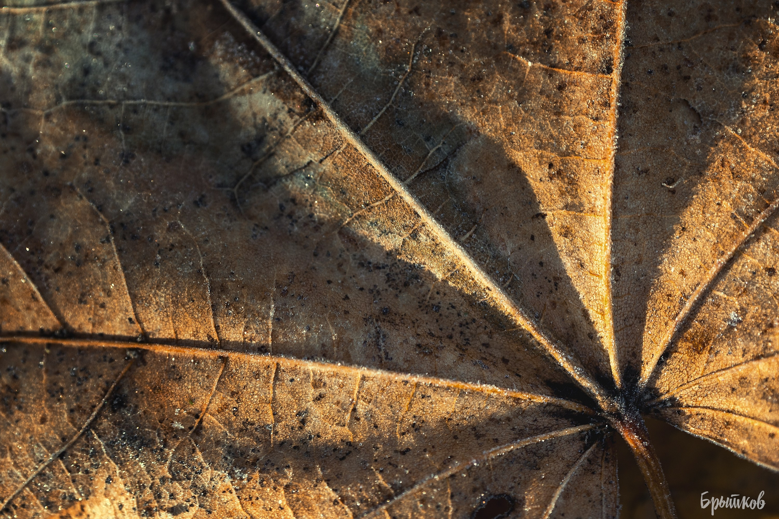 Платовский парк. Николай Брытков — фотограф в Туле