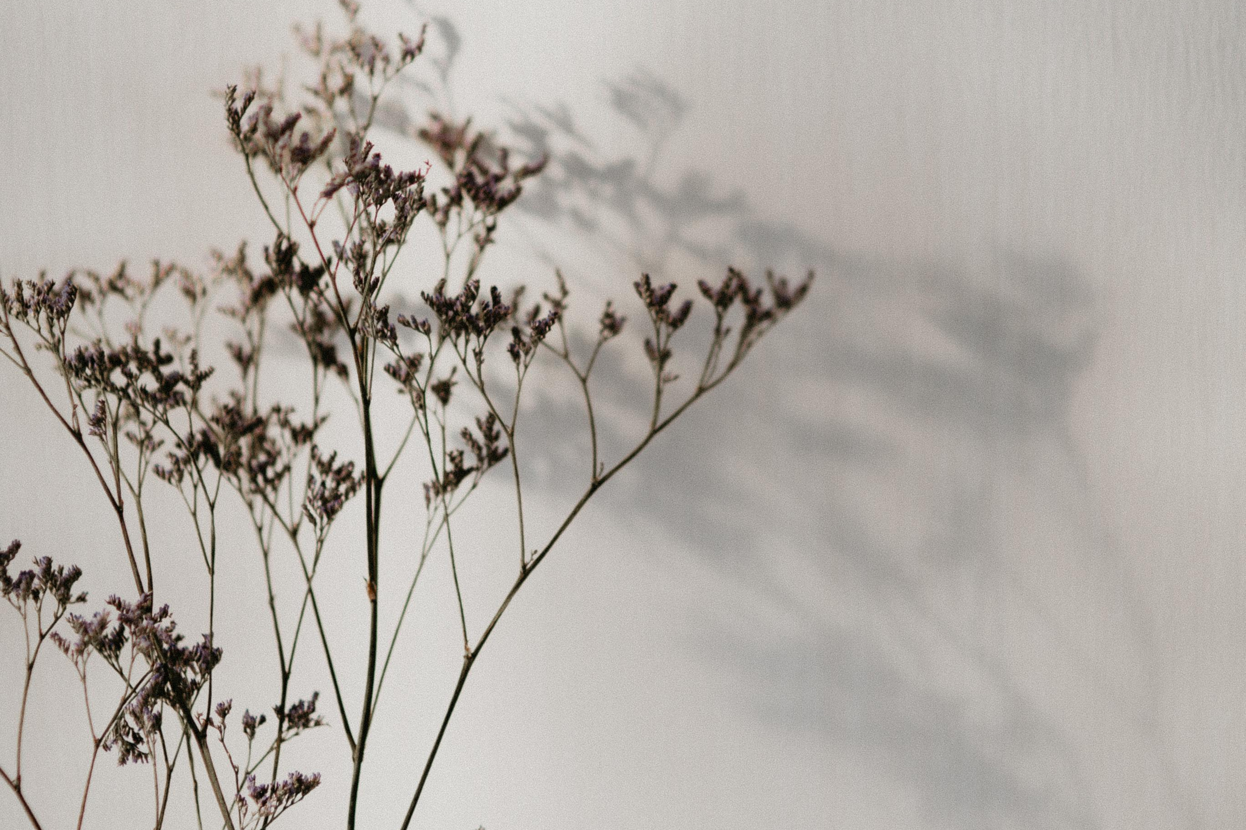 Обо мне. Свадебный фотограф Анастасия Сюзанова