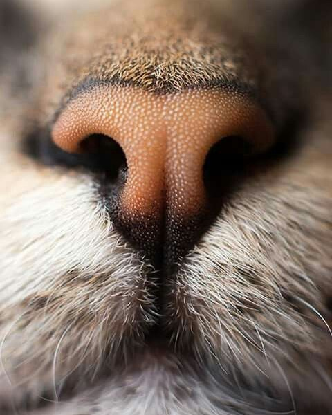 Профориентация. Фотокружок «Видоискатель» ГБОУ СОШ № 291