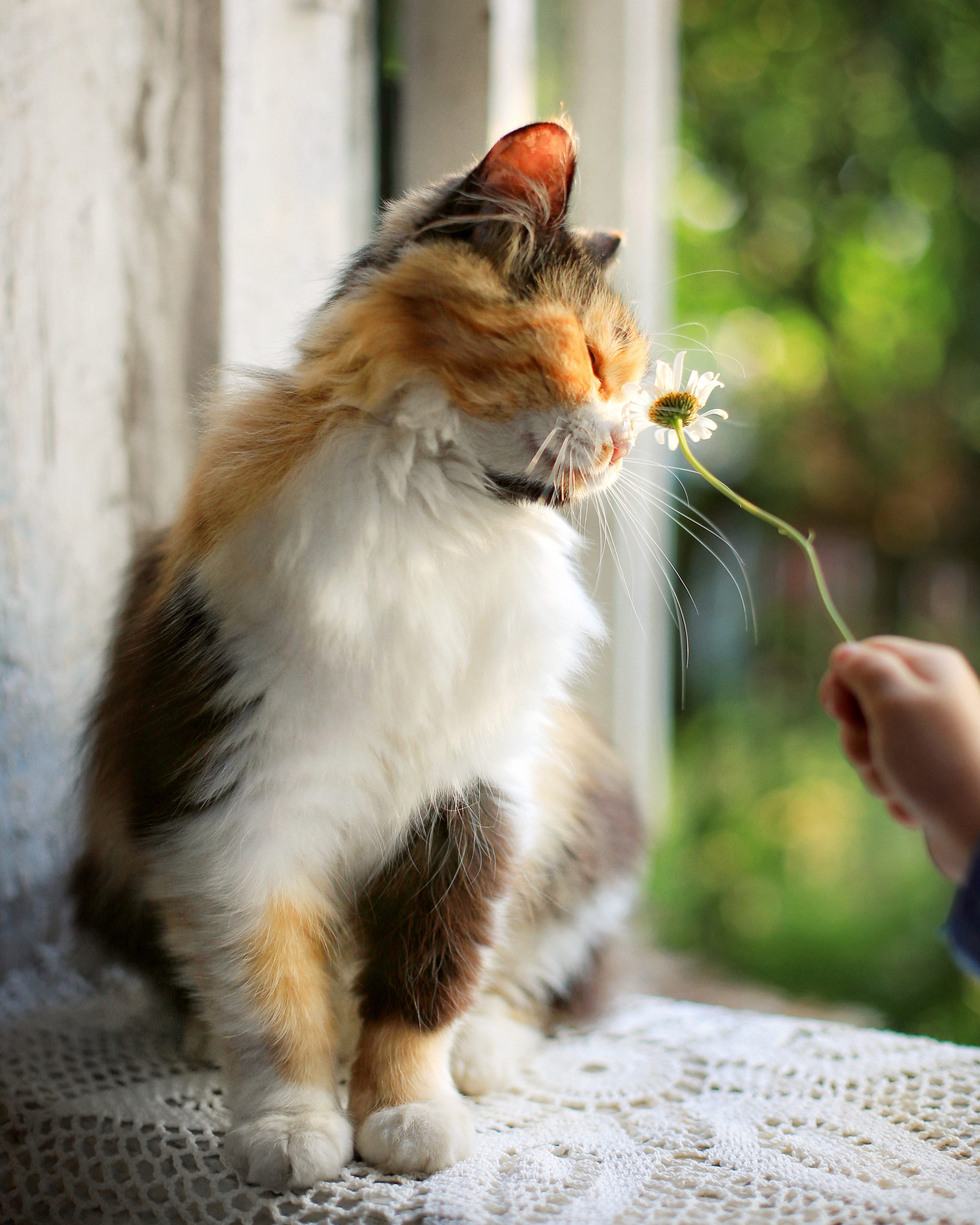 Семейная фотосессия, фотосессия в деревне, деревенский дом, чаепитие. Профессиональный фотограф, фотохудожник, видеограф из Москвы