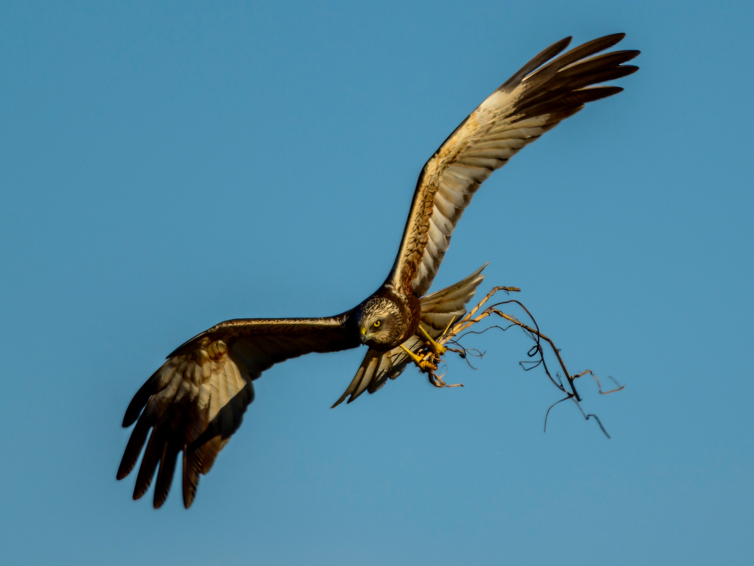 Журавли, совы, кроншнеп и кукушка. Wildlife photography by Sergey Puponin